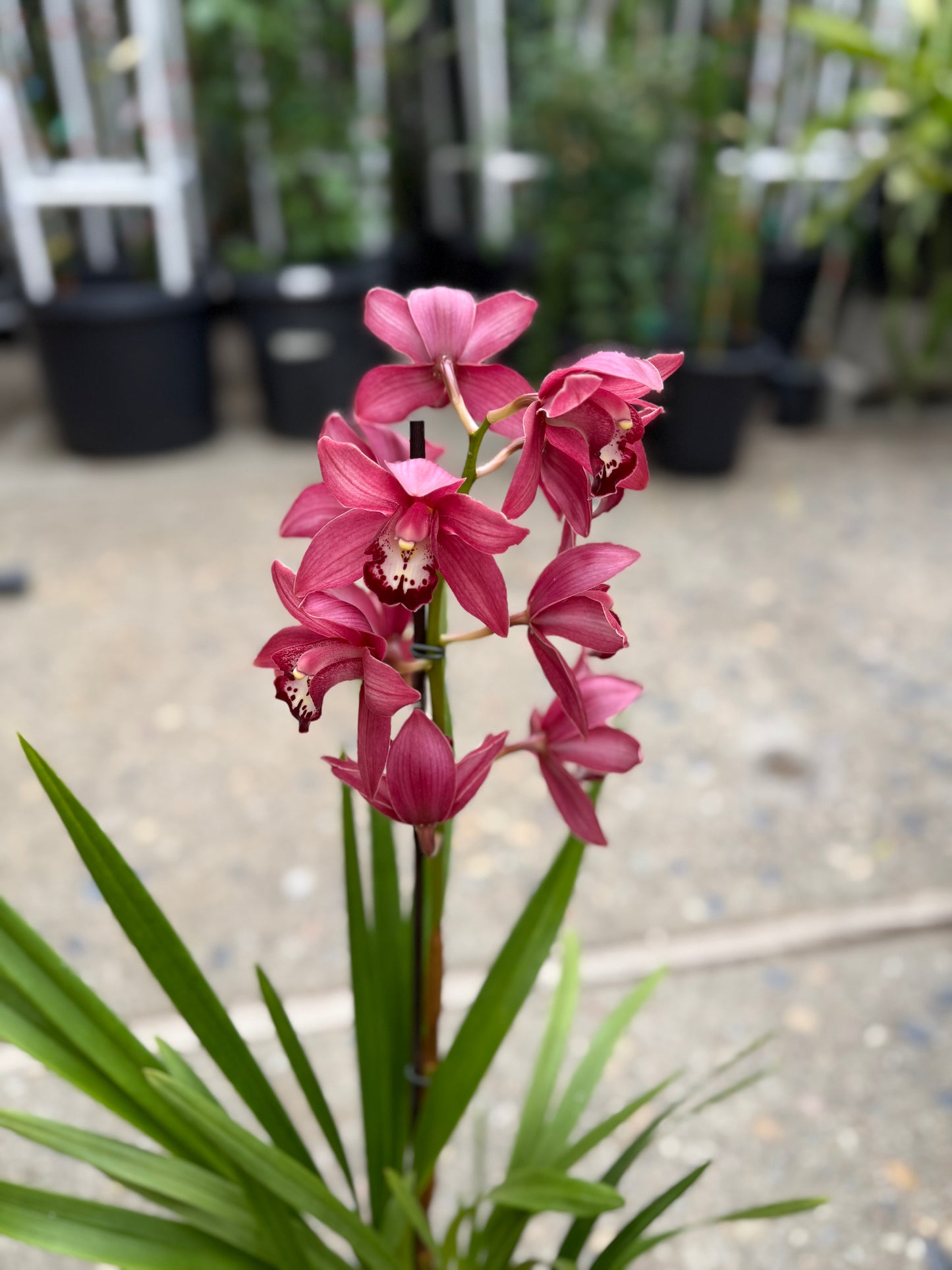 Cymbidium Barrita Twinkle "Nice dark pink" (boat orchid) live plant