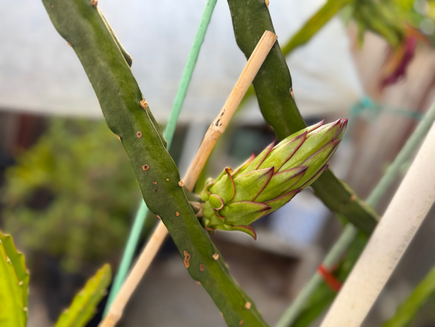 Asunta 6 Dragon Fruit Live Cuttings (12") (Official Asunta 6)