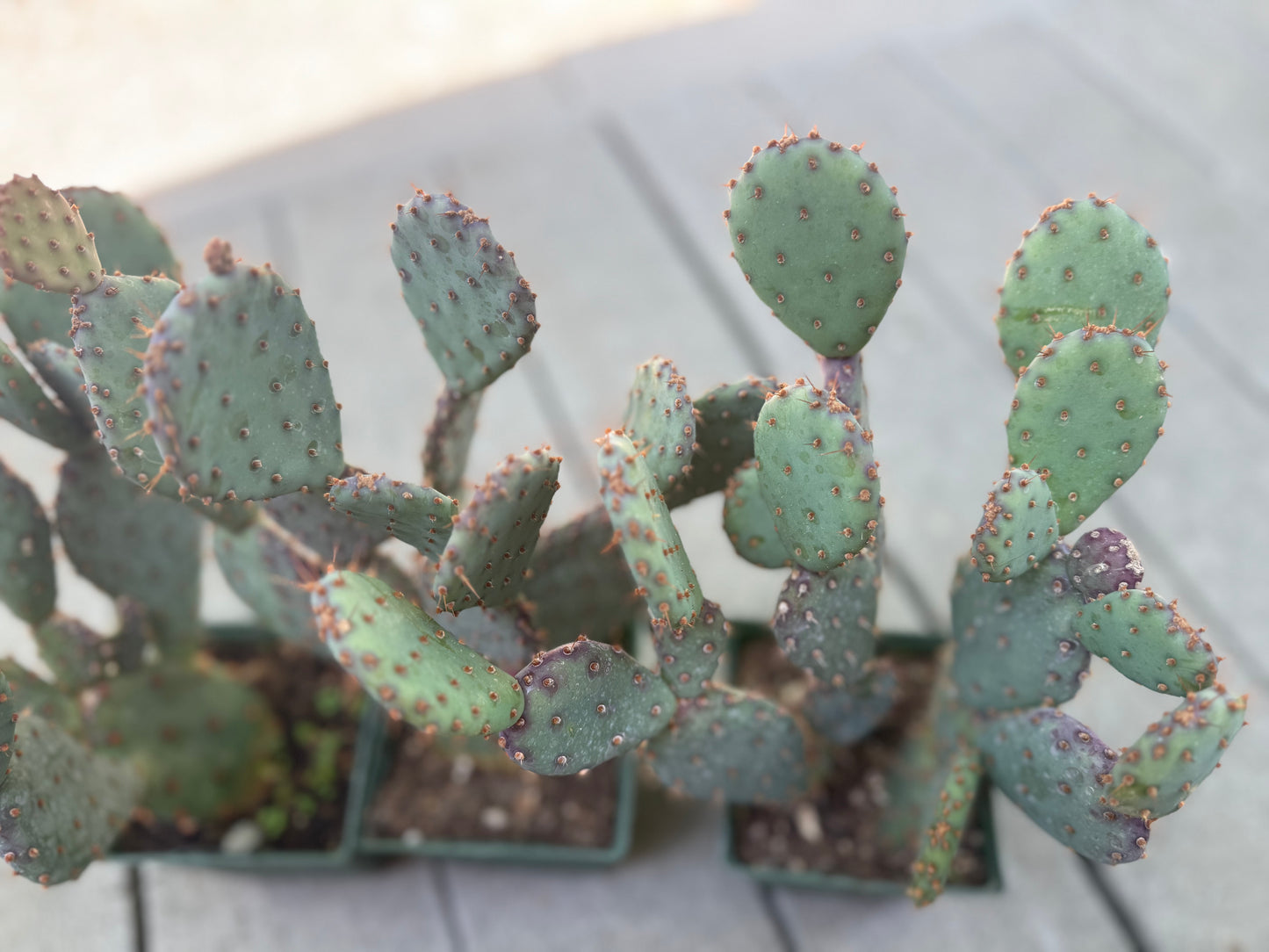 Opuntia x basilaris ‘Baby Rita prickly pear’, Cactus, Live plant Supersize