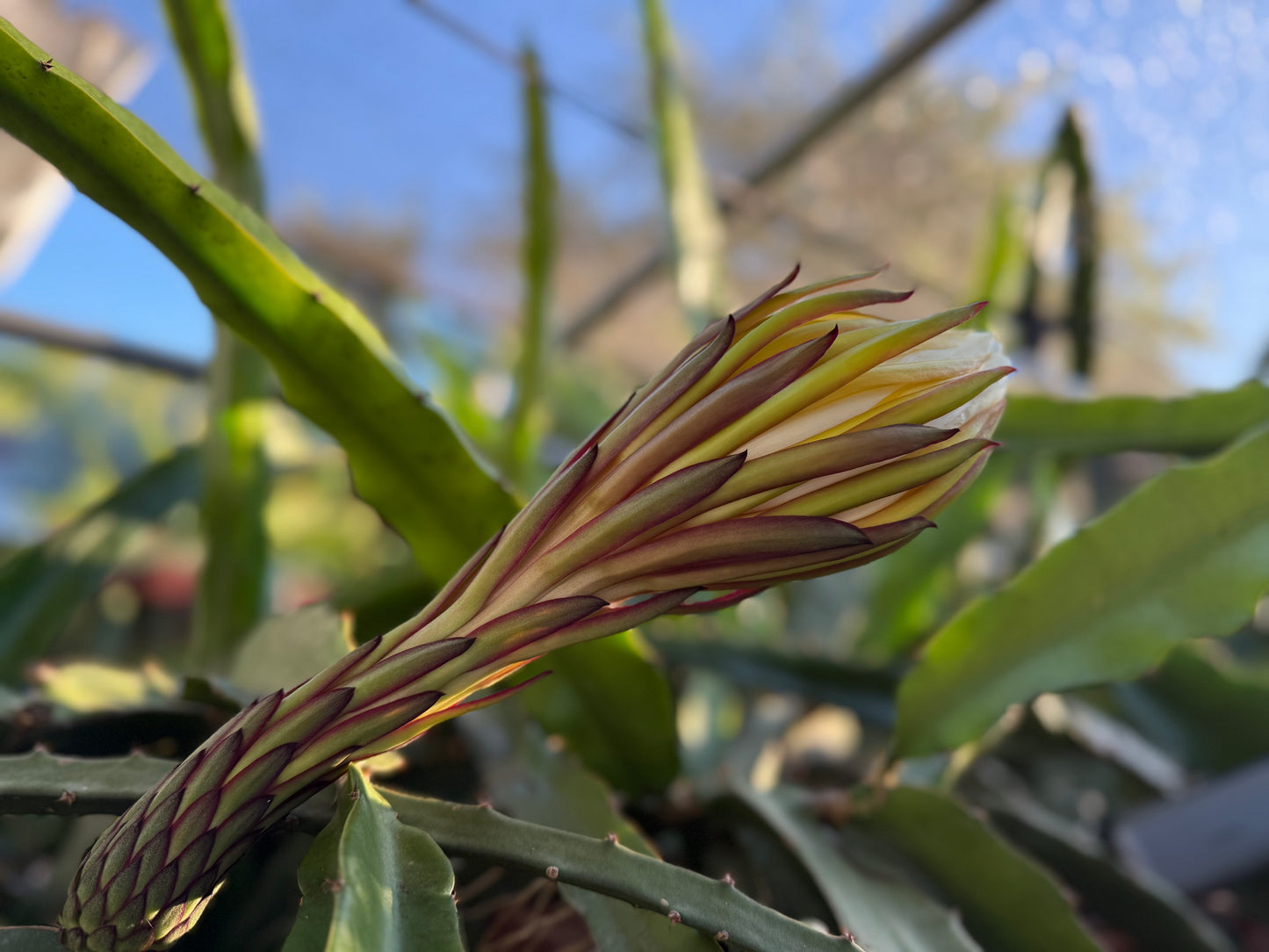 El Grullo Dragon Fruit cuttings 12"