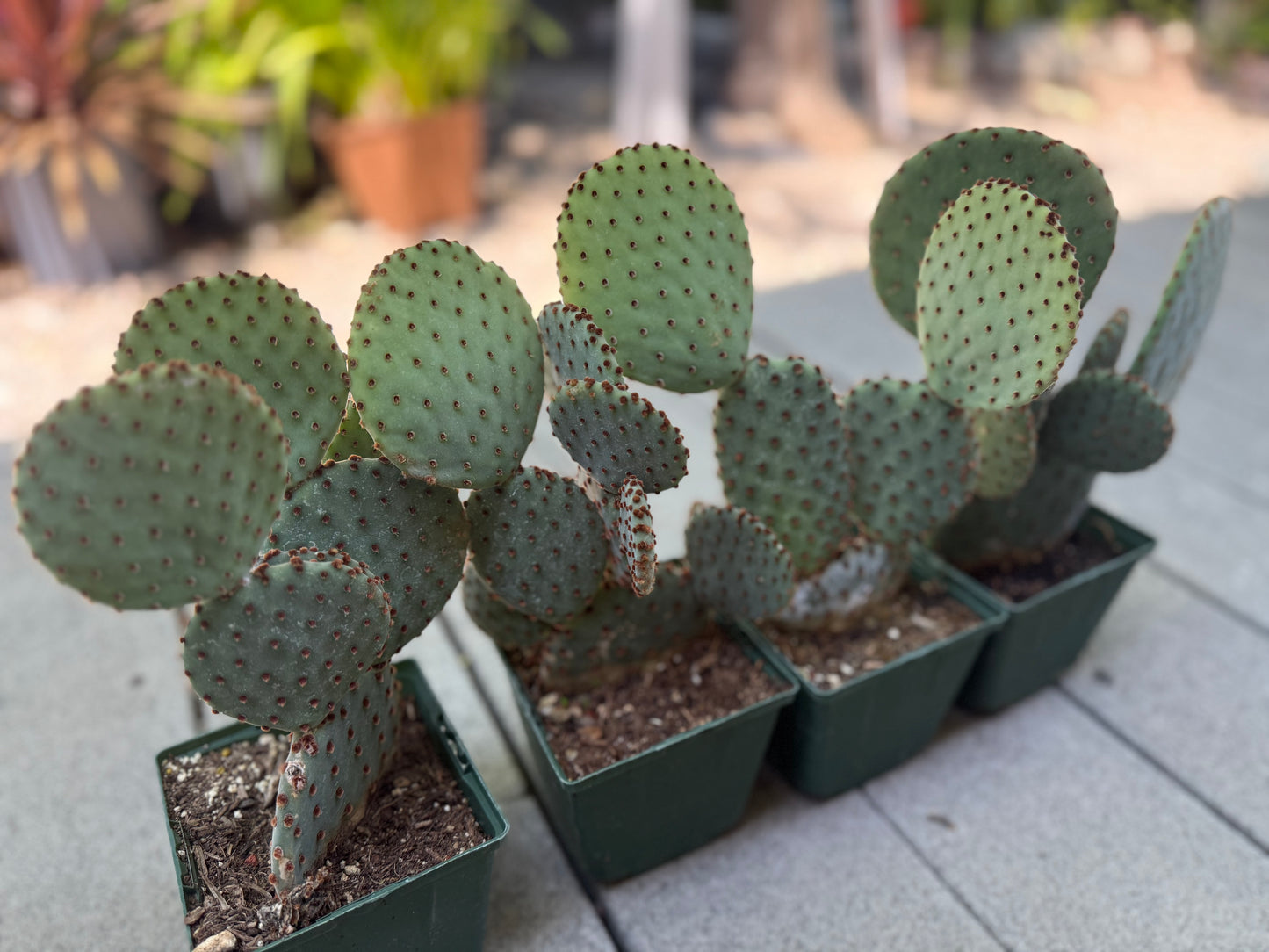 Opuntia Purple Santa Rita Prickly Pear, Cactus, Live plant