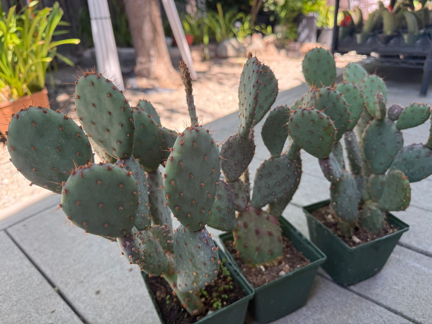 Opuntia x basilaris ‘Baby Rita prickly pear’, Cactus, Live plant Supersize