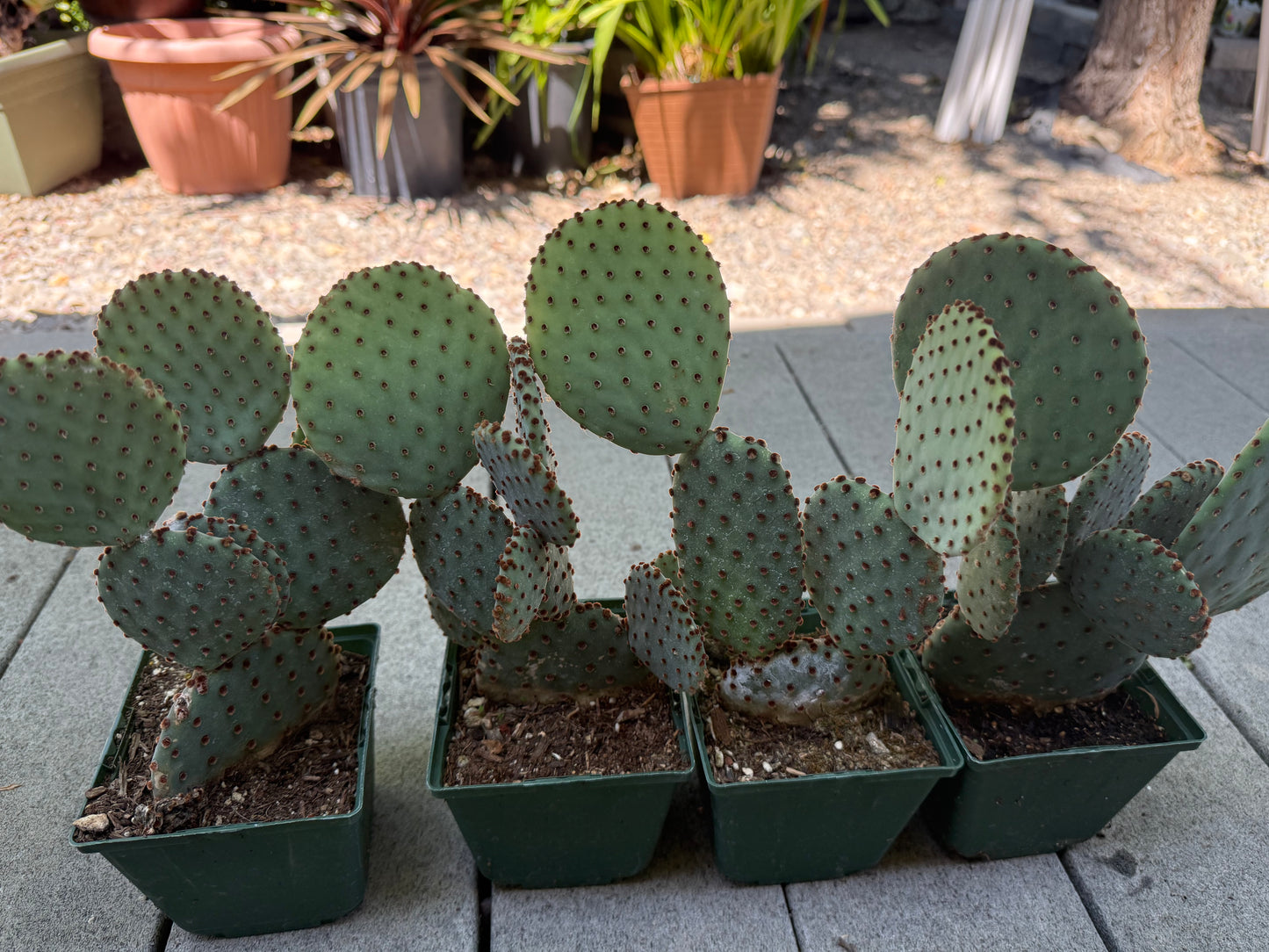 Opuntia Purple Santa Rita Prickly Pear, Cactus, Live plant