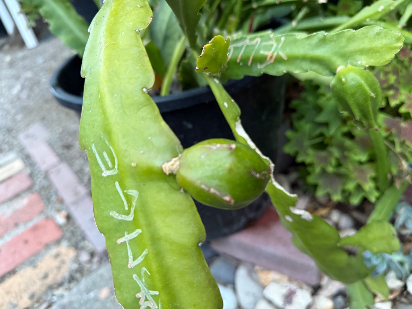 Epiphyllum “Masada”, “Padre” & Zeus-XL rare cuttings 12"
