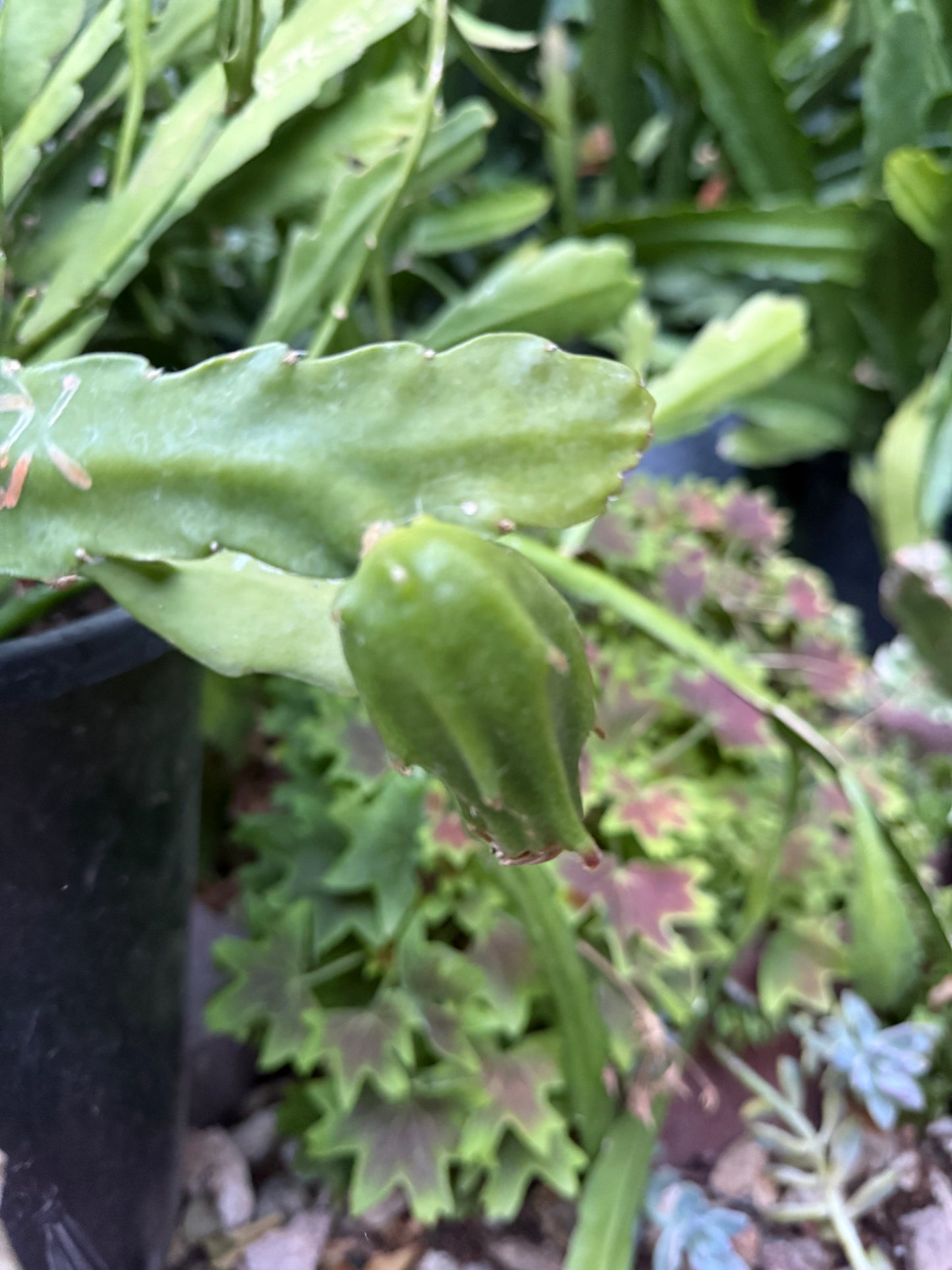 Epiphyllum “Masada”, “Padre” & Zeus-XL rare cuttings 12"