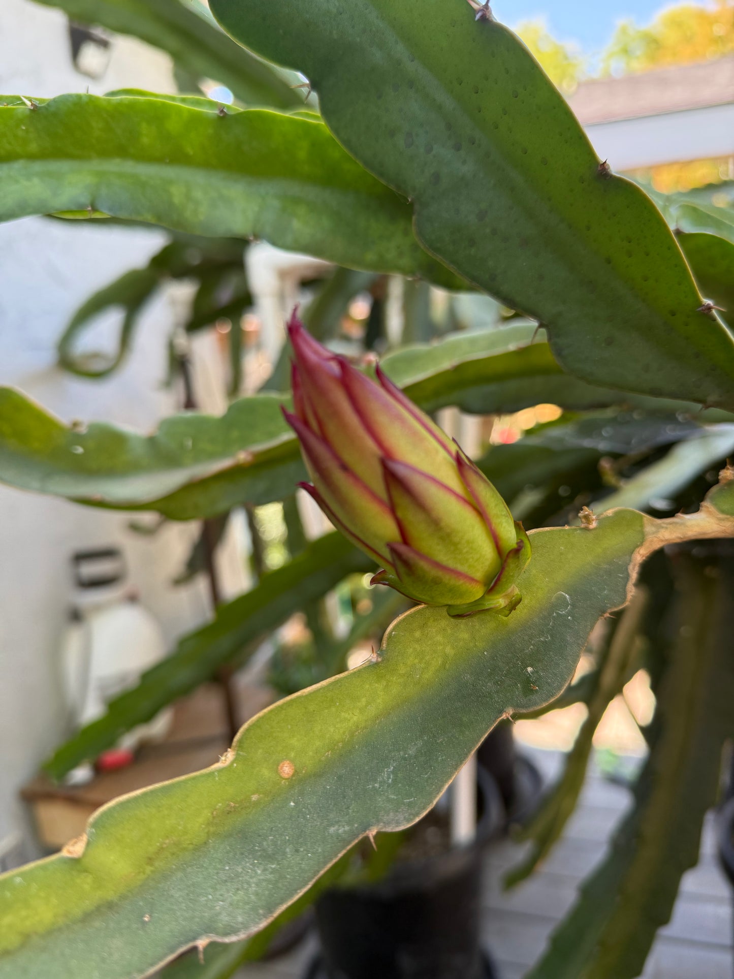 Amelie (Don Burnett ‘s hybrid) dragon fruit cutting (12") and rooted plant