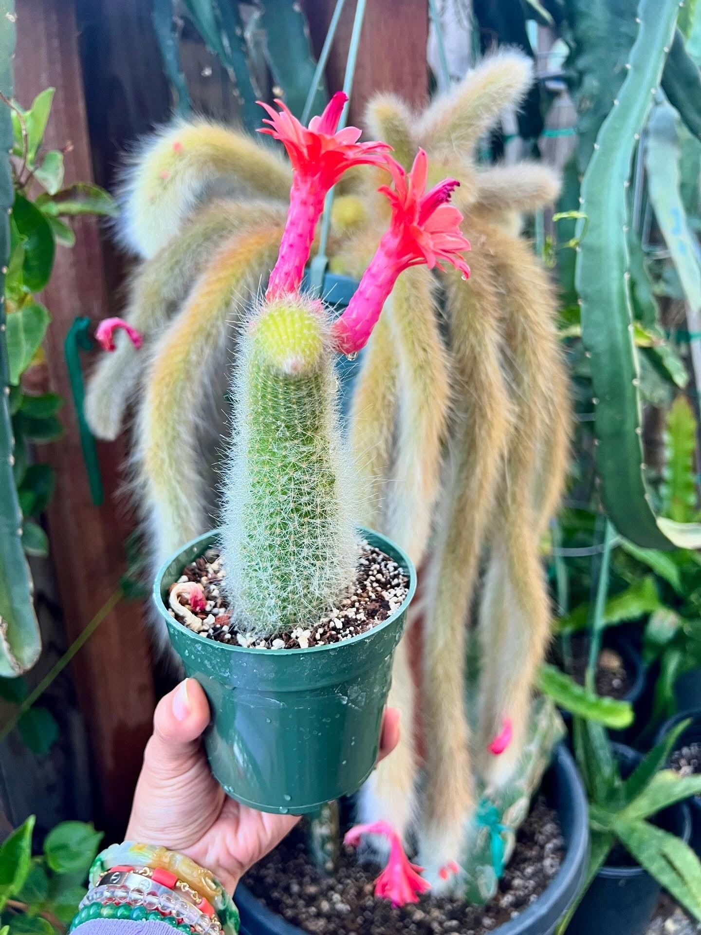 Monkey Tail (cleistocactus colademononis) live plants