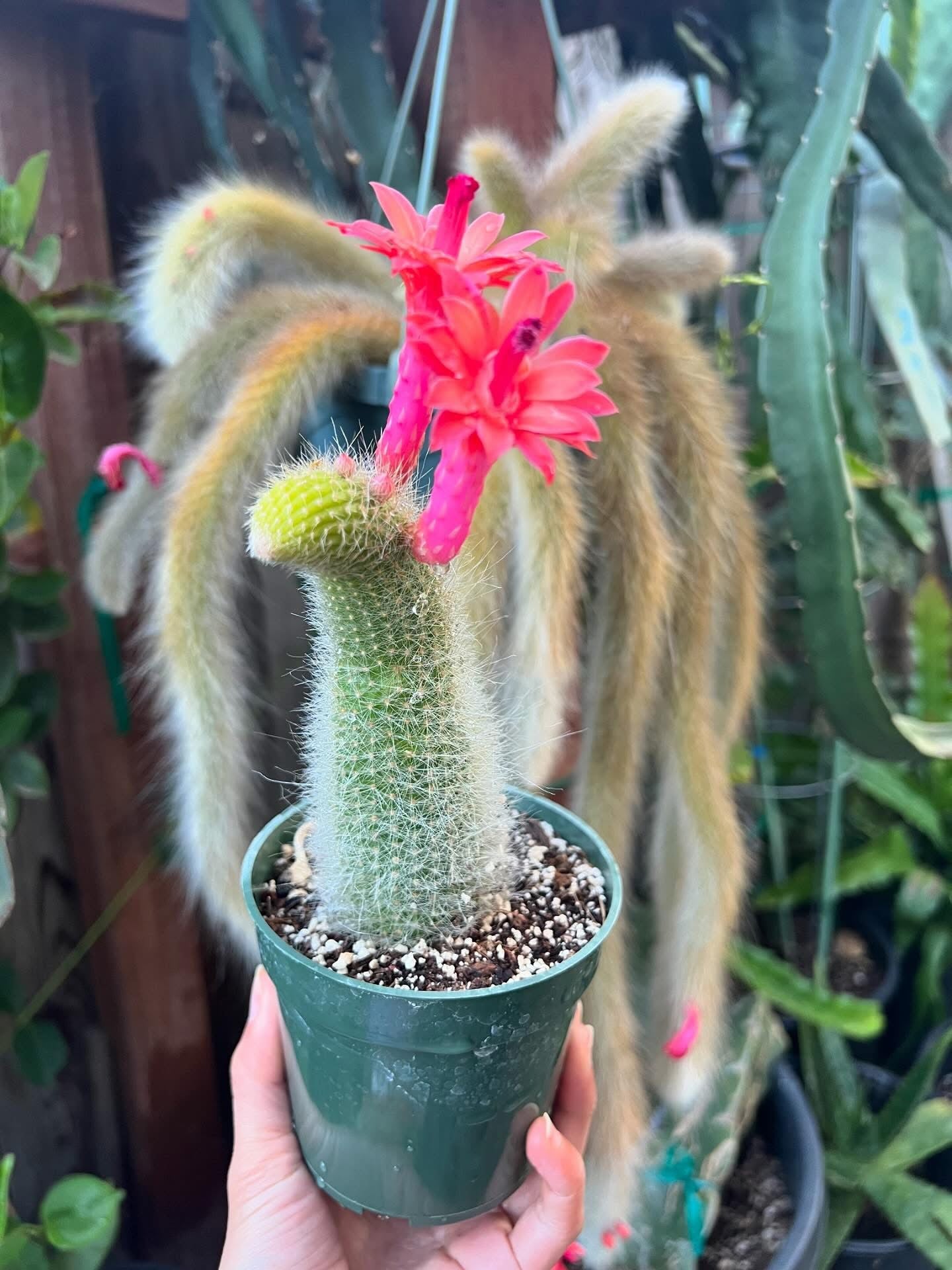 Monkey Tail (cleistocactus colademononis) live plants