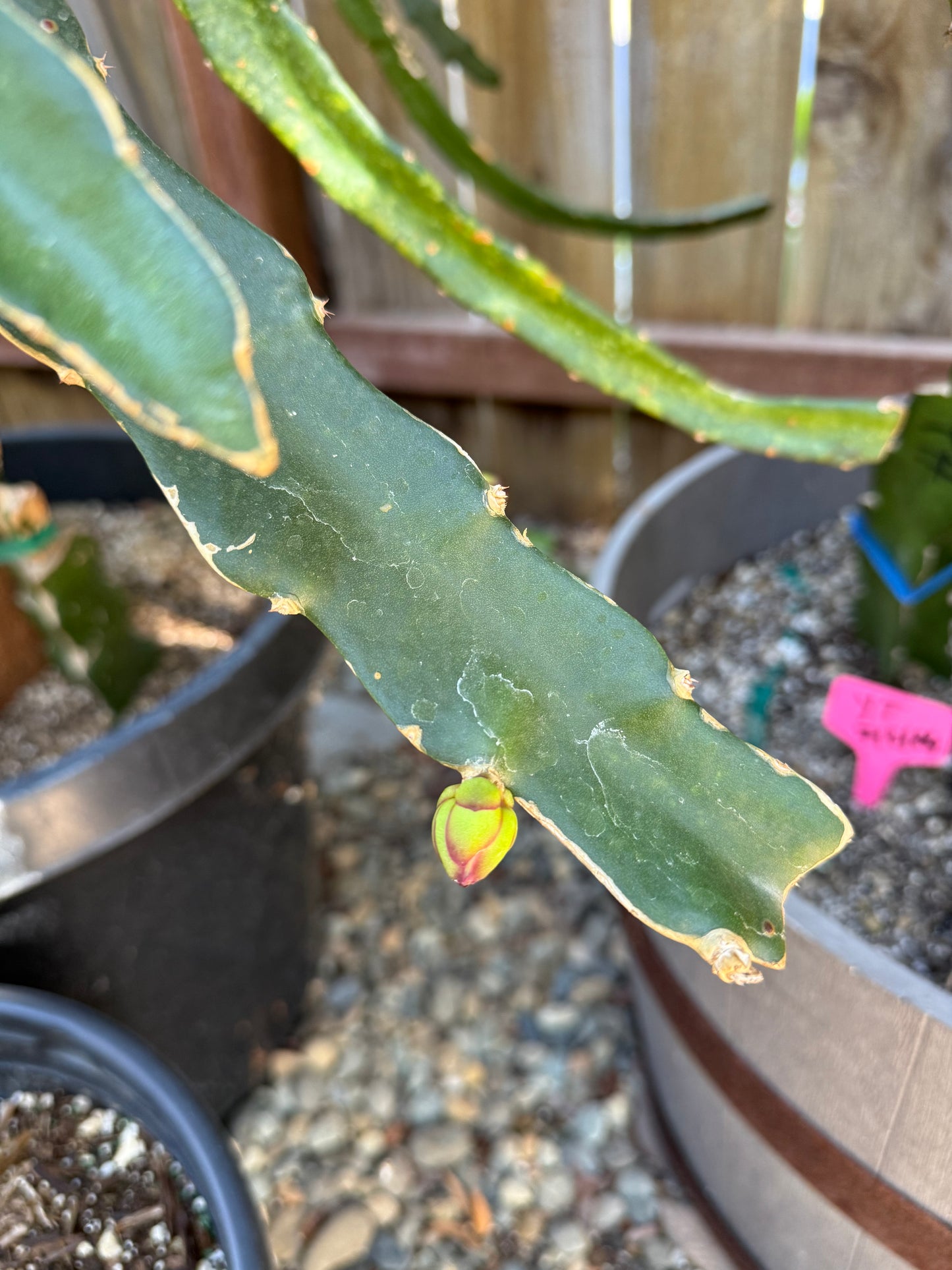 Asunta 5 White dragon fruit cuttings 12"
