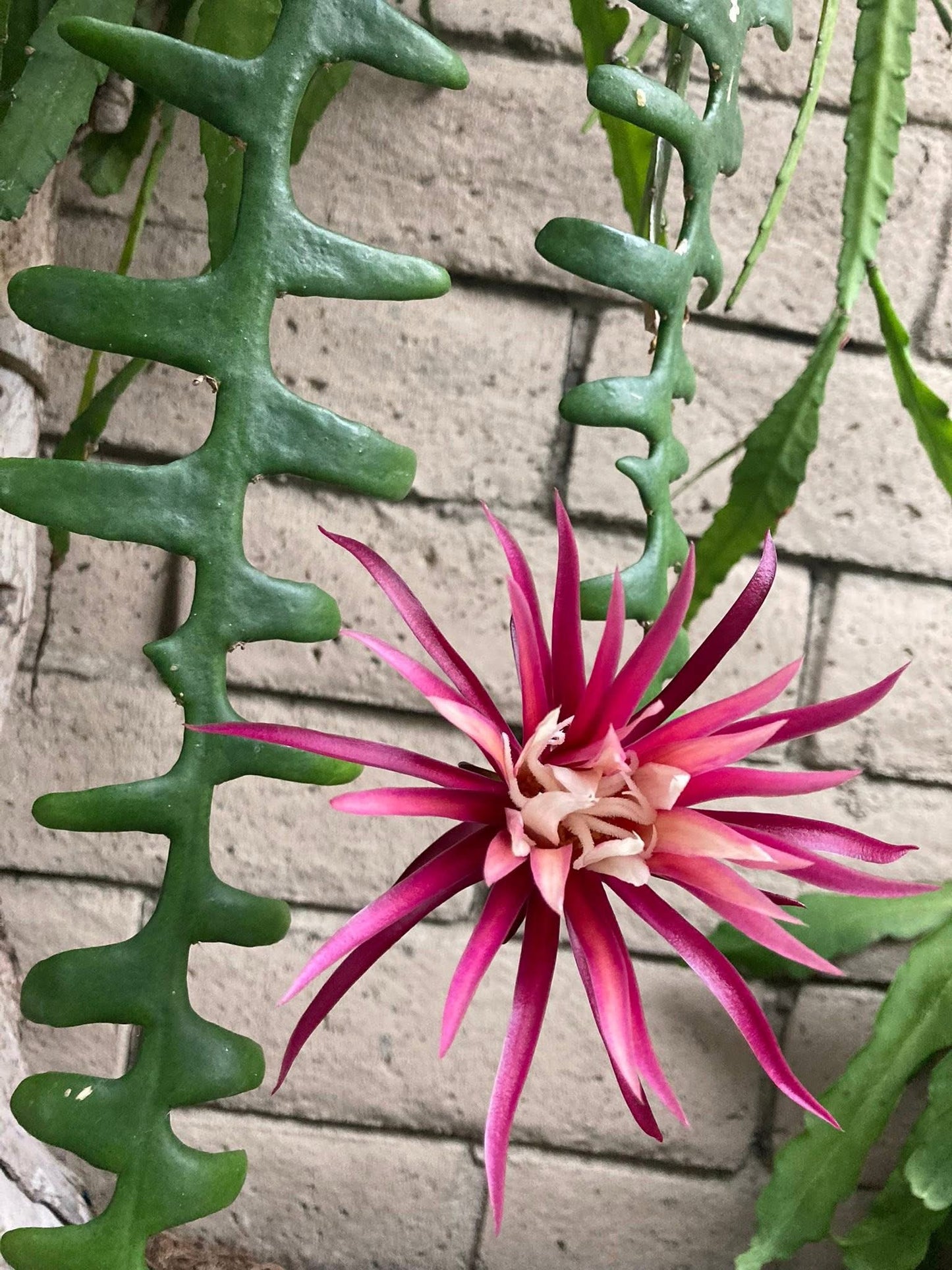 Fishbone Ric Rac Cactus (Epiphyllum anguliger / Disocactus anguliger)