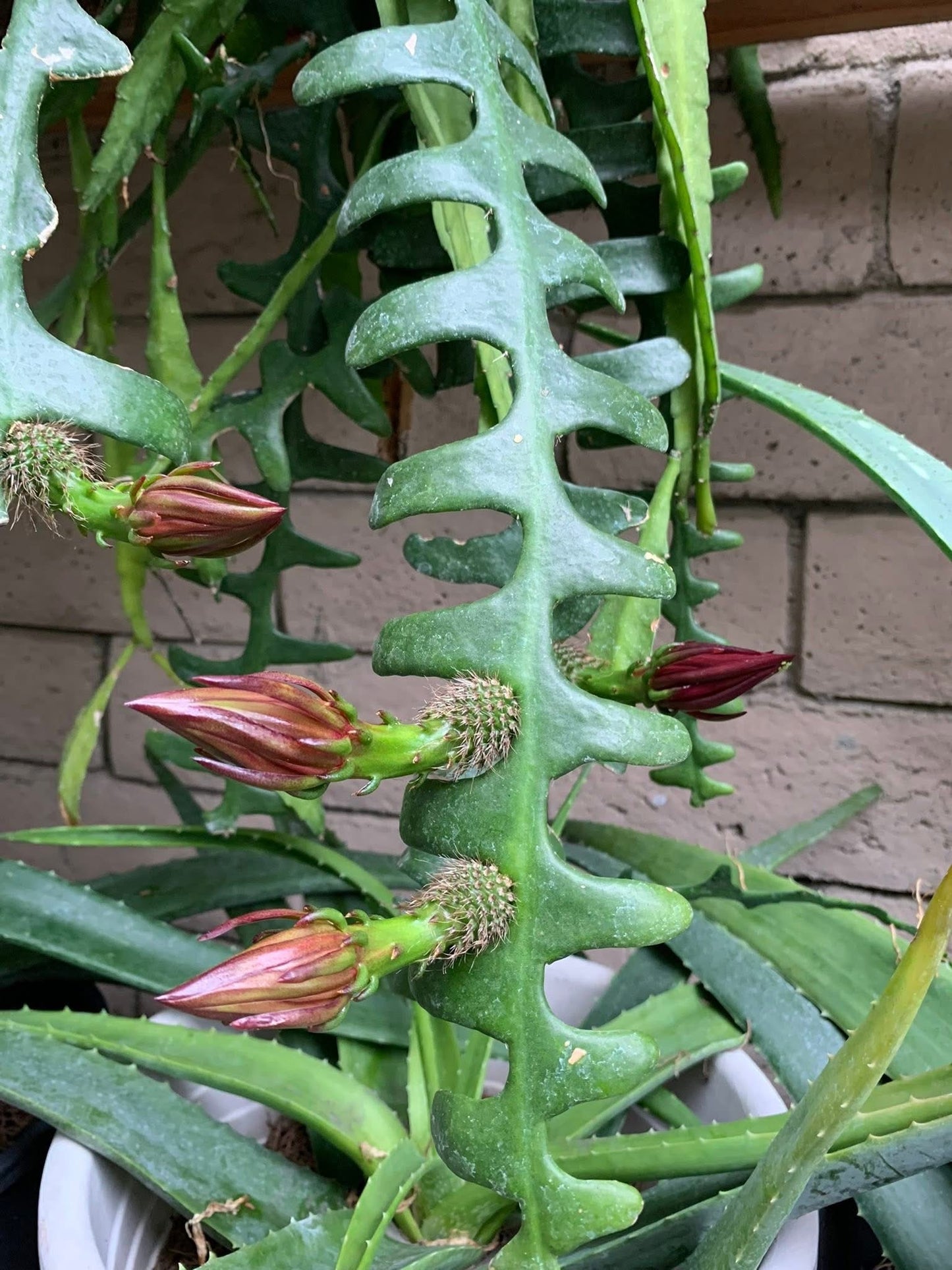 Fishbone Ric Rac Cactus (Epiphyllum anguliger / Disocactus anguliger)