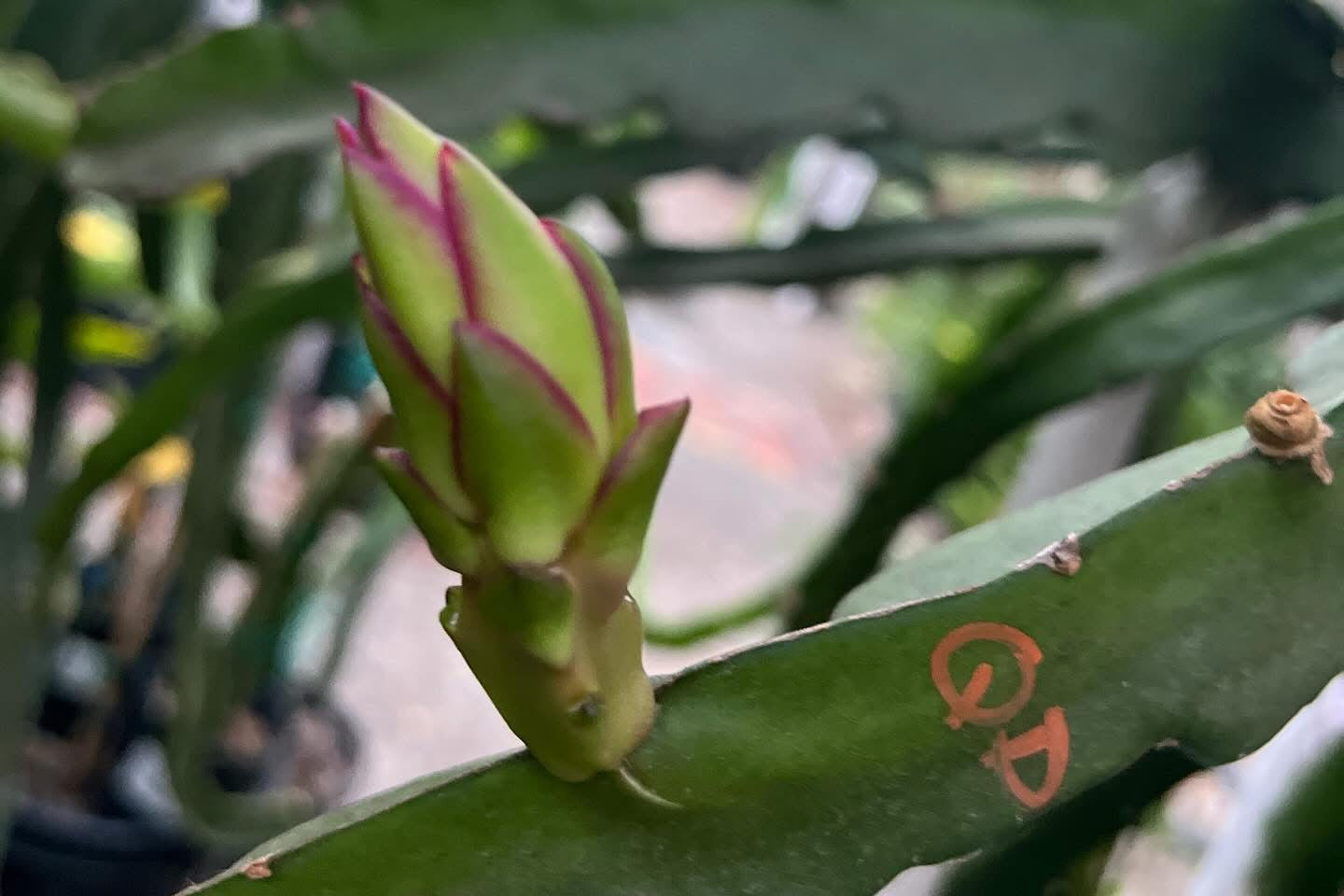 Queen Daenerys dragon fruit live cuttings and rooted plants