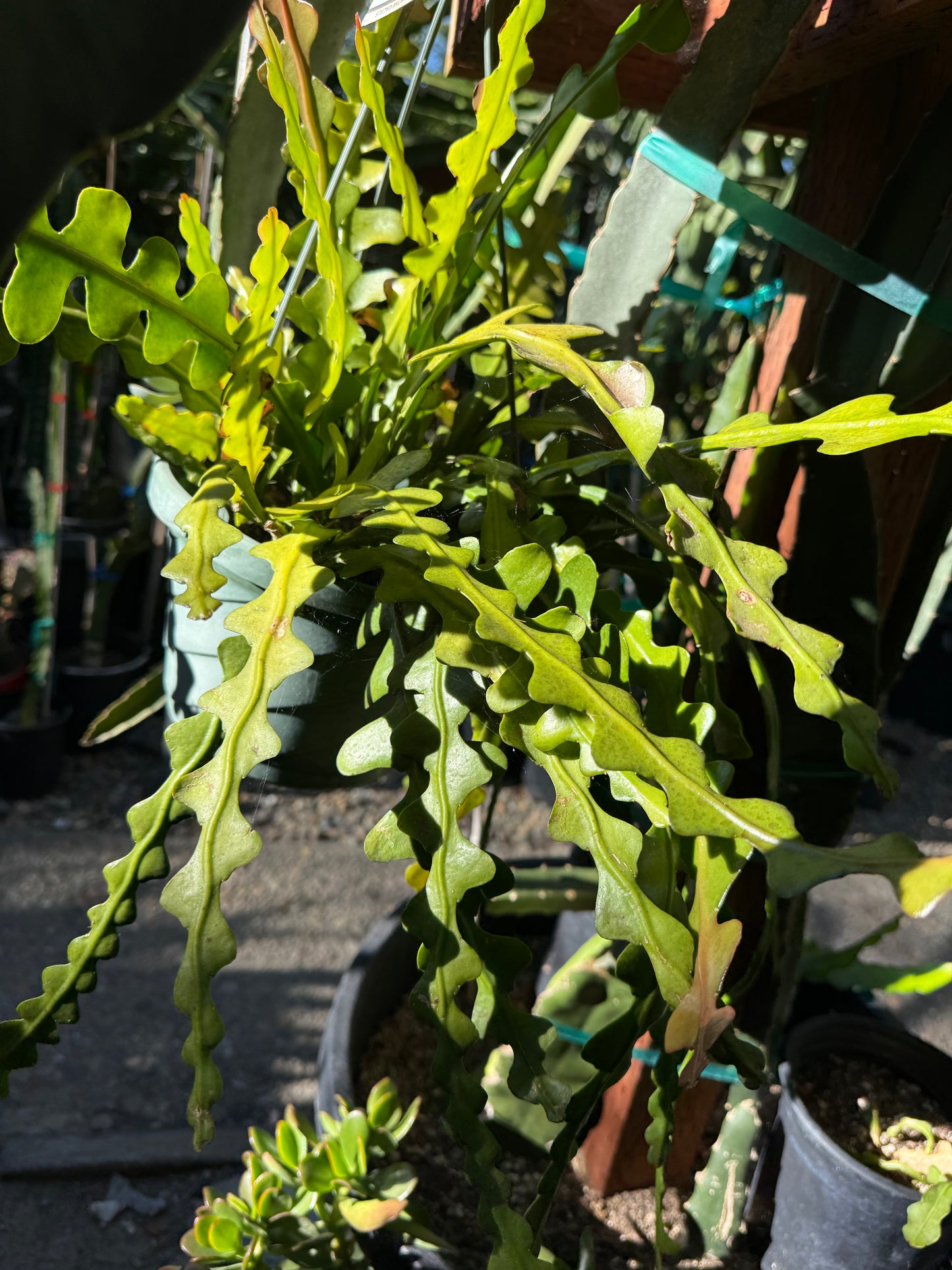 Fishbone Ric Rac Cactus (Epiphyllum anguliger / Disocactus anguliger)