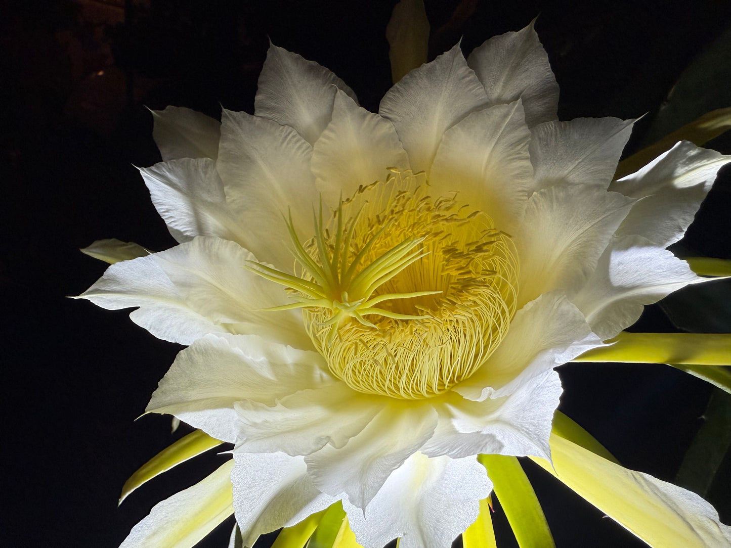 Vietnamese Giant White dragon fruit cutting (12”)