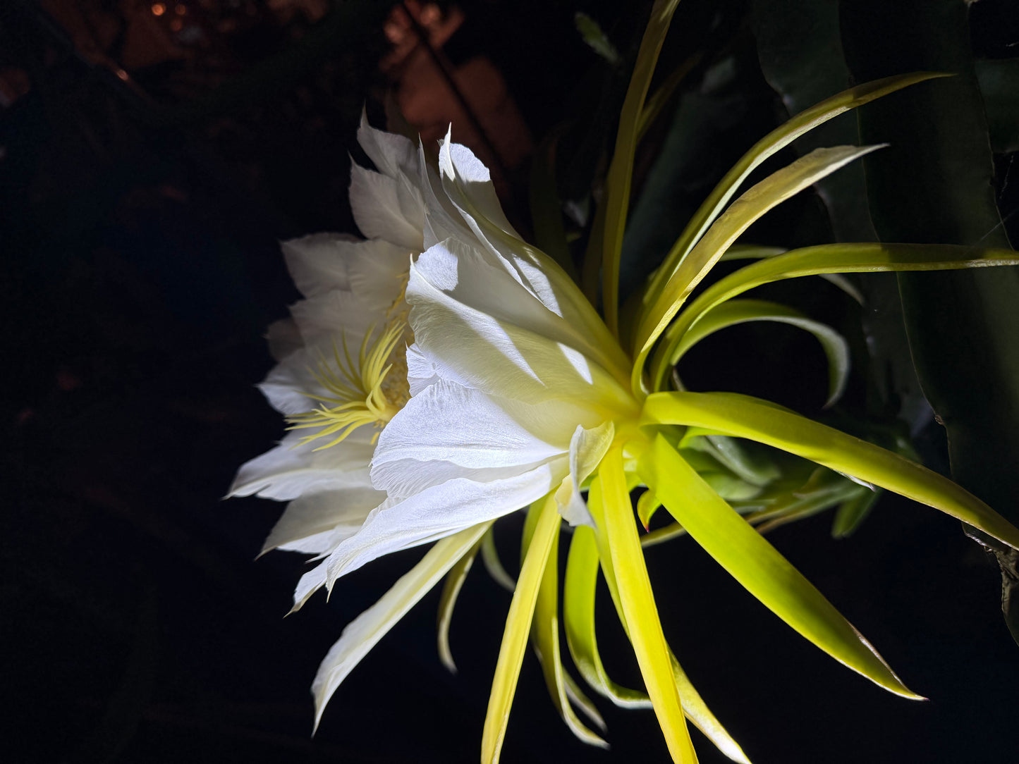 Vietnamese Giant White dragon fruit cutting (12”)