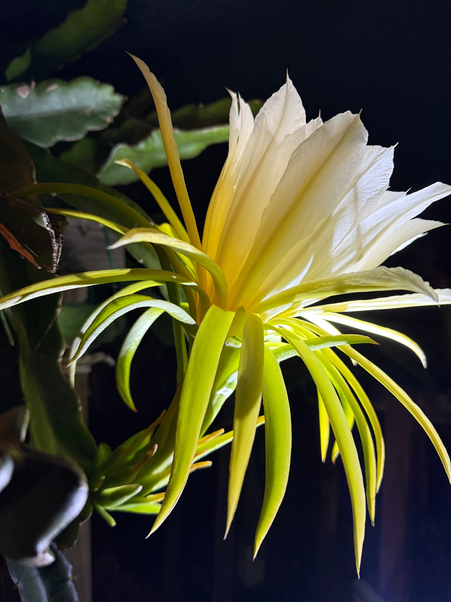 Vietnamese Giant White dragon fruit cutting (12”)