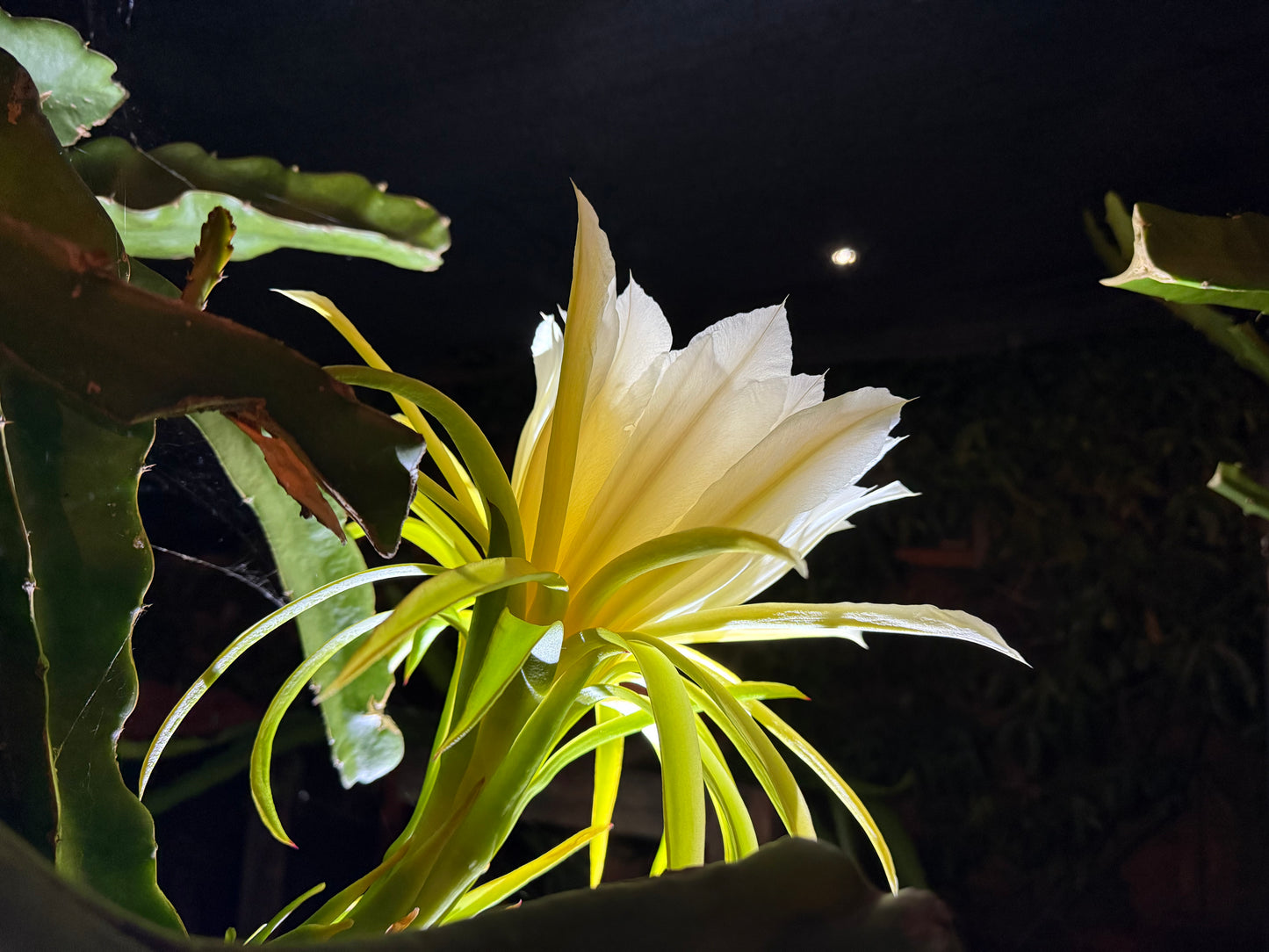 Vietnamese Giant White dragon fruit cutting (12”)