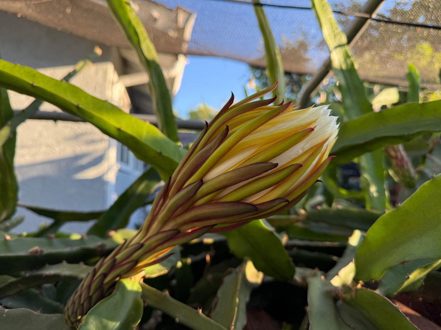 El Grullo Dragon Fruit cuttings 12"