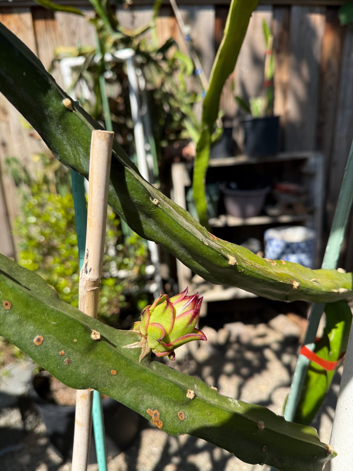 Asunta 6 Dragon Fruit Live Cuttings (12") (Official Asunta 6)