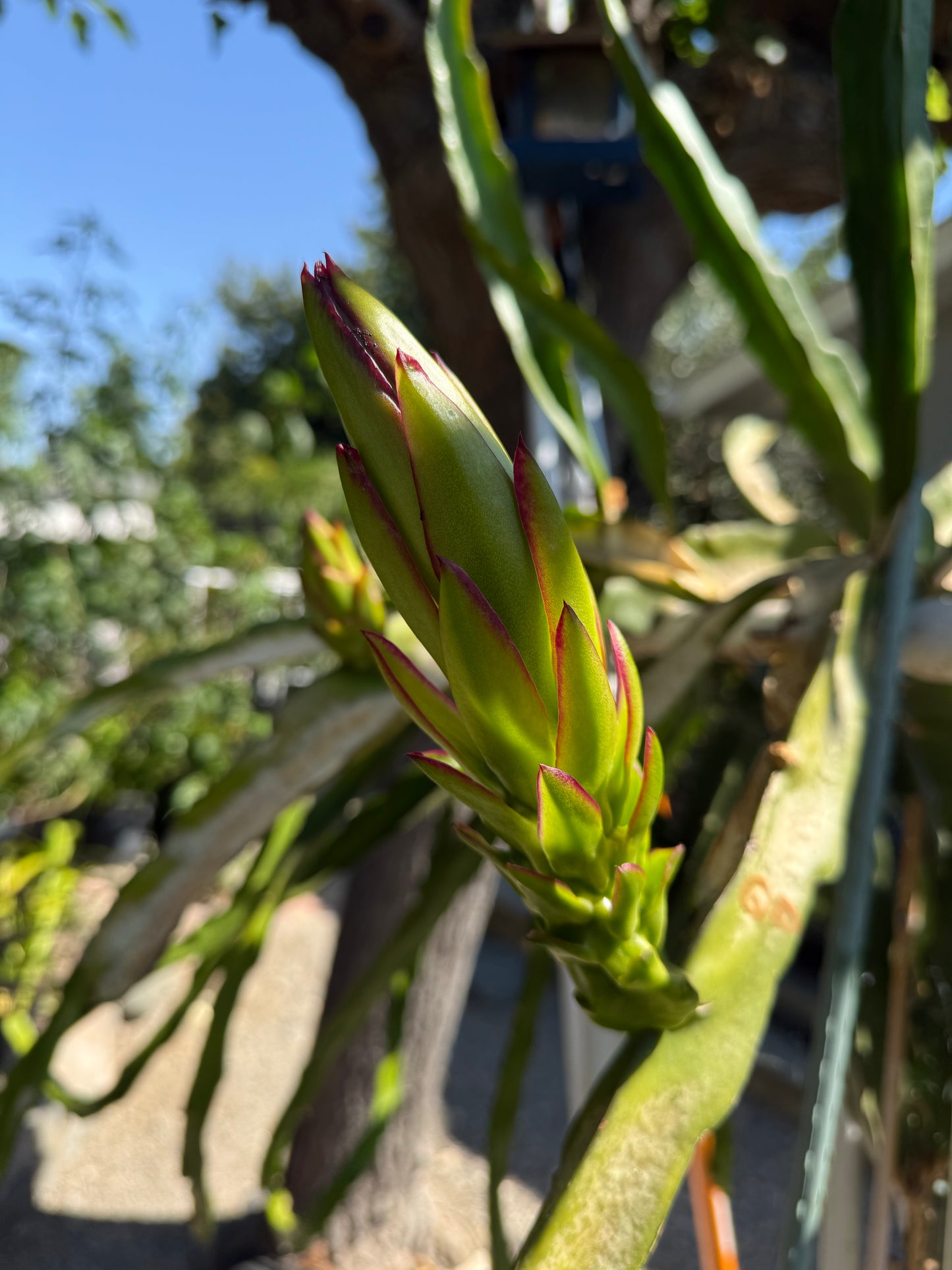 Queen Daenerys dragon fruit live cuttings and rooted plants