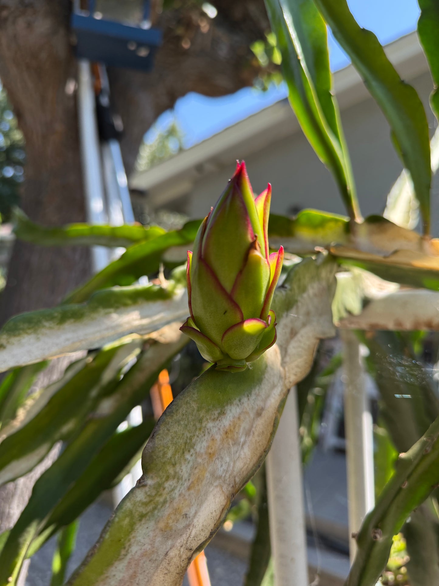 Queen Daenerys dragon fruit live cuttings and rooted plants