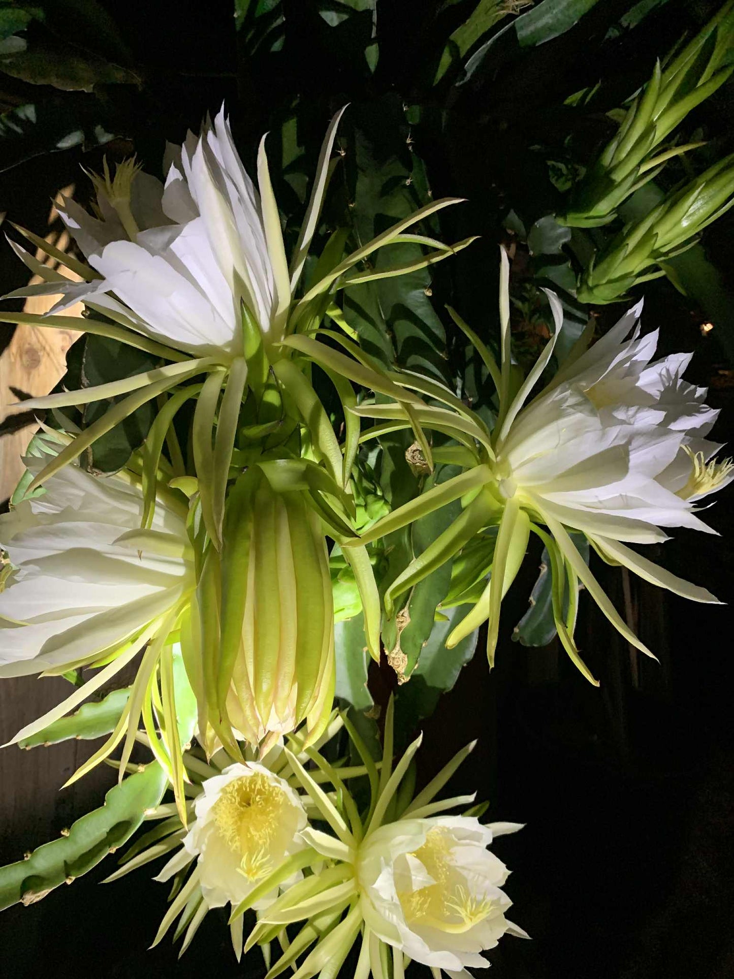 White Saphire Dragon Fruit live cutting 12"