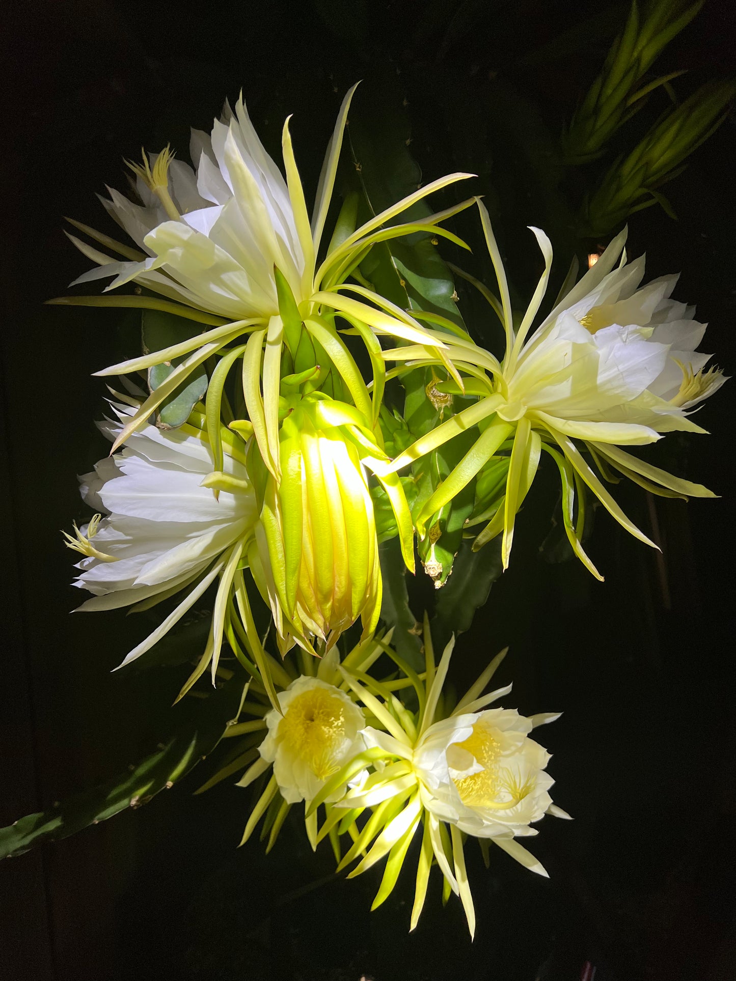 White Saphire Dragon Fruit live cutting 12"