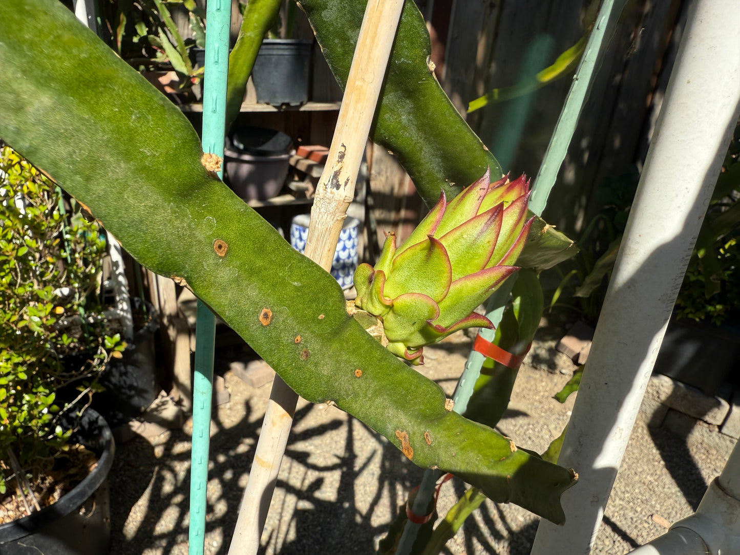 Asunta 6 Dragon Fruit Live Cuttings (12") (Official Asunta 6)