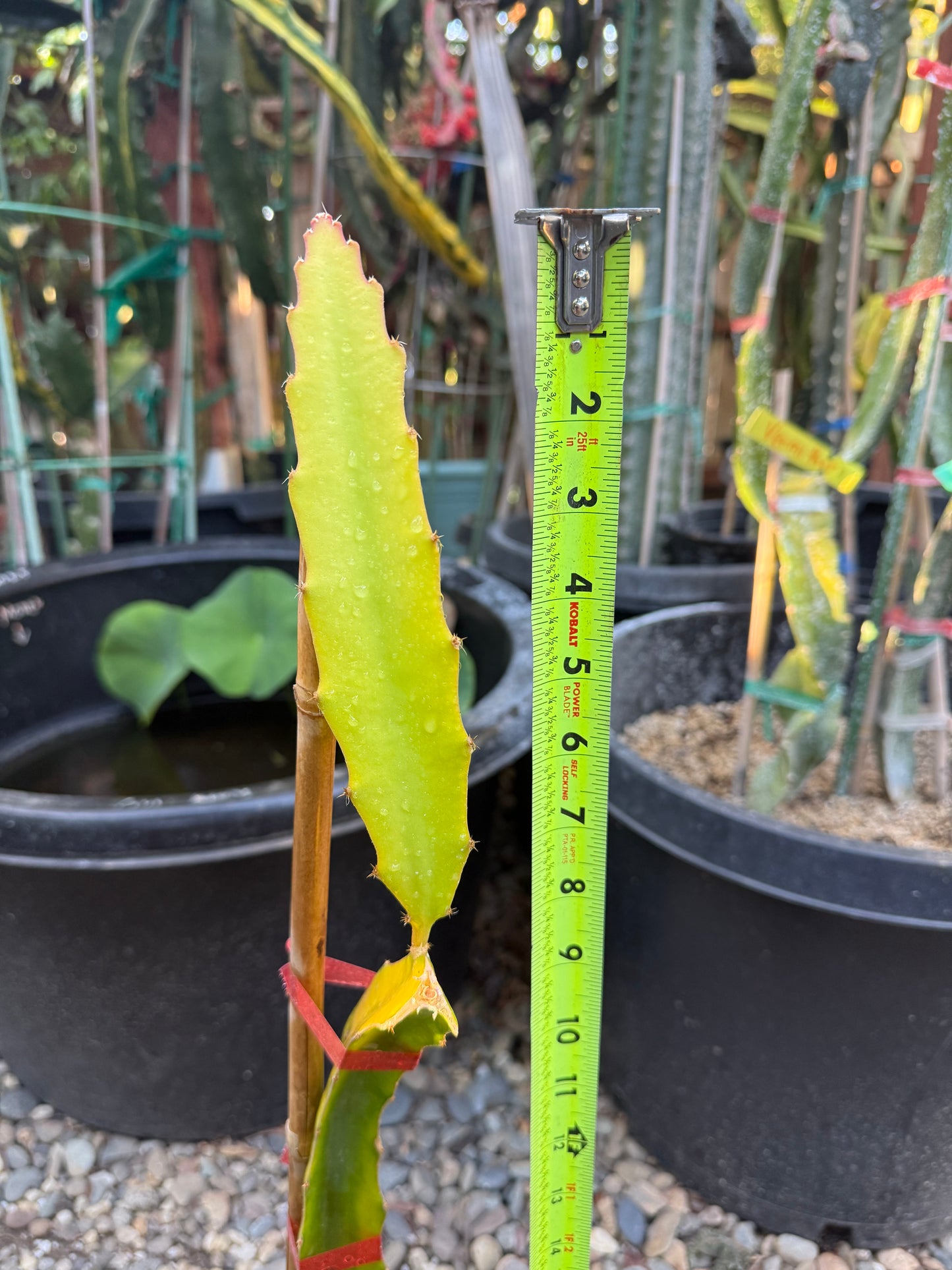 Rare Worth Lime Variegated Dragon Fruit Rooted Plant (20” Tall)