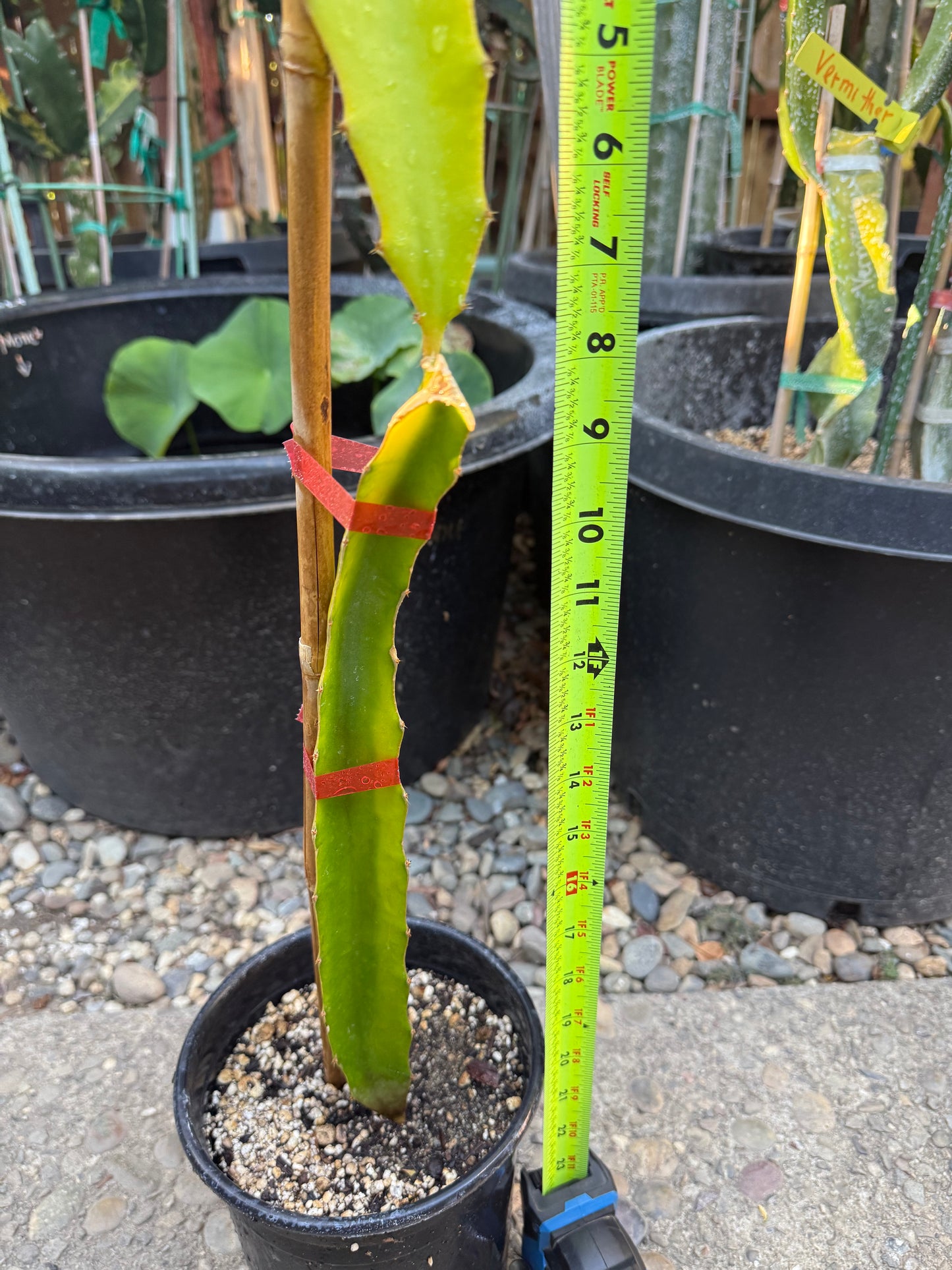 Rare Worth Lime Variegated Dragon Fruit Rooted Plant (20” Tall)