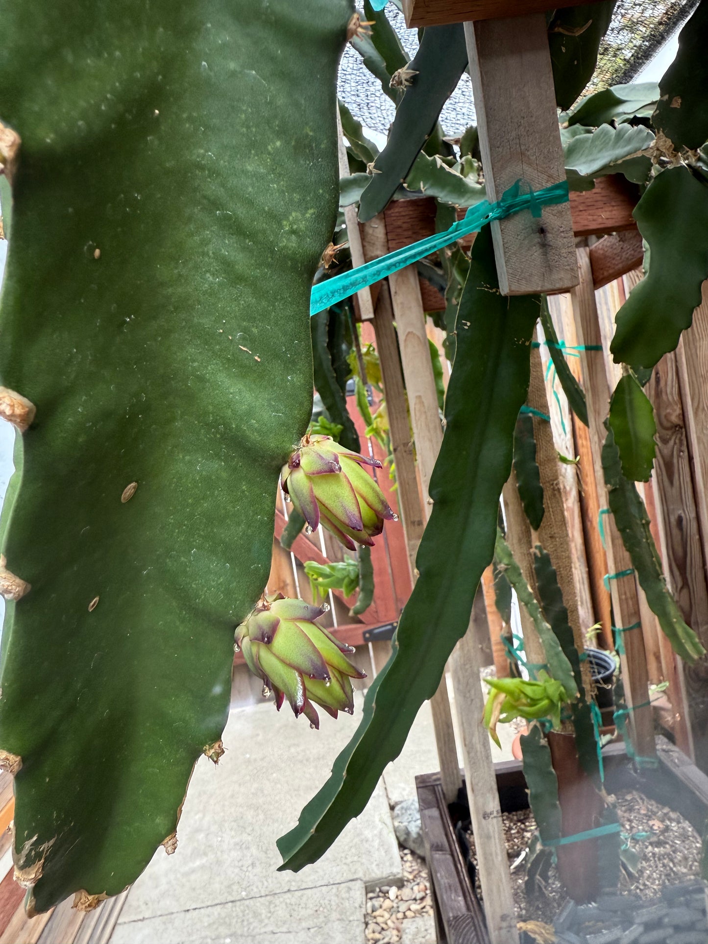 Country Roads dragon fruit live cutting