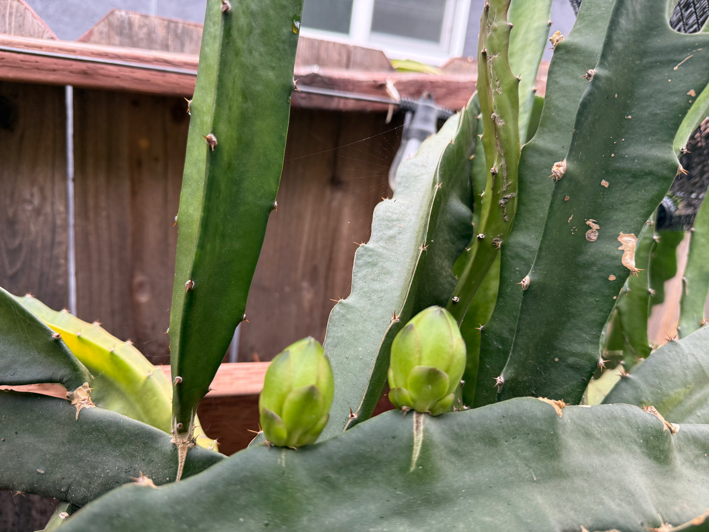 Mexicana Dragon Fruit Live cutting