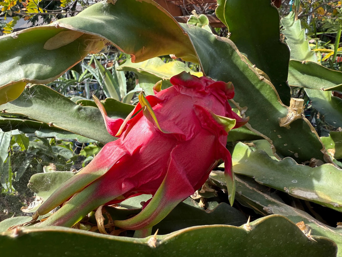 LaVern Red dragon fruit live cuttings 12"