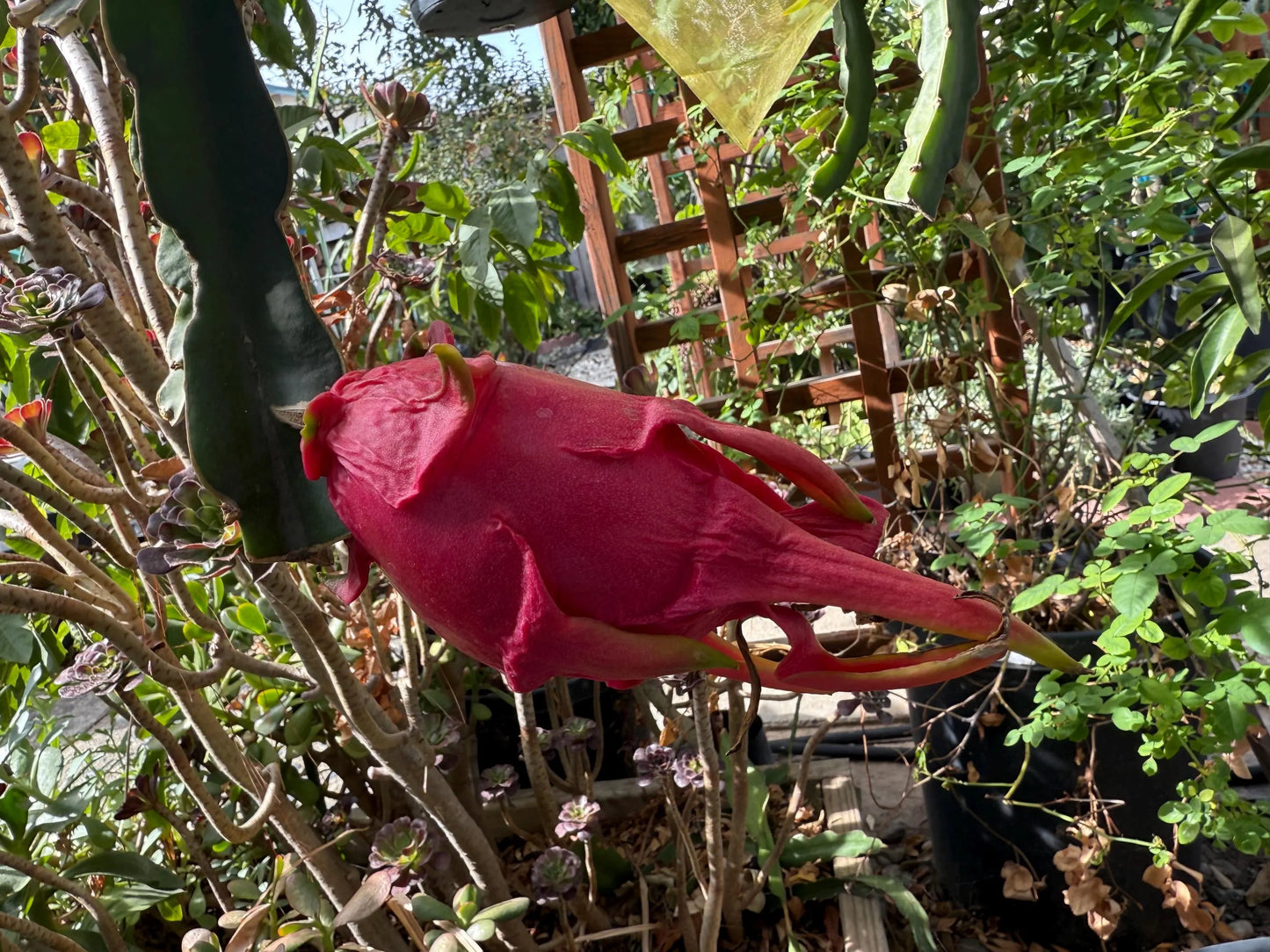 LaVern Red dragon fruit live cuttings 12"