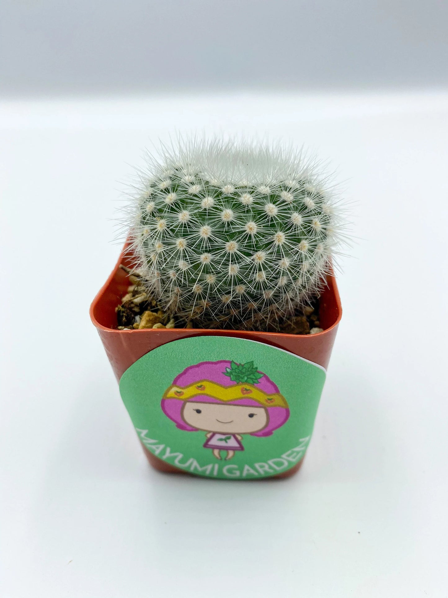Notocactus rudibuenekeri, Cactus, Live Plant