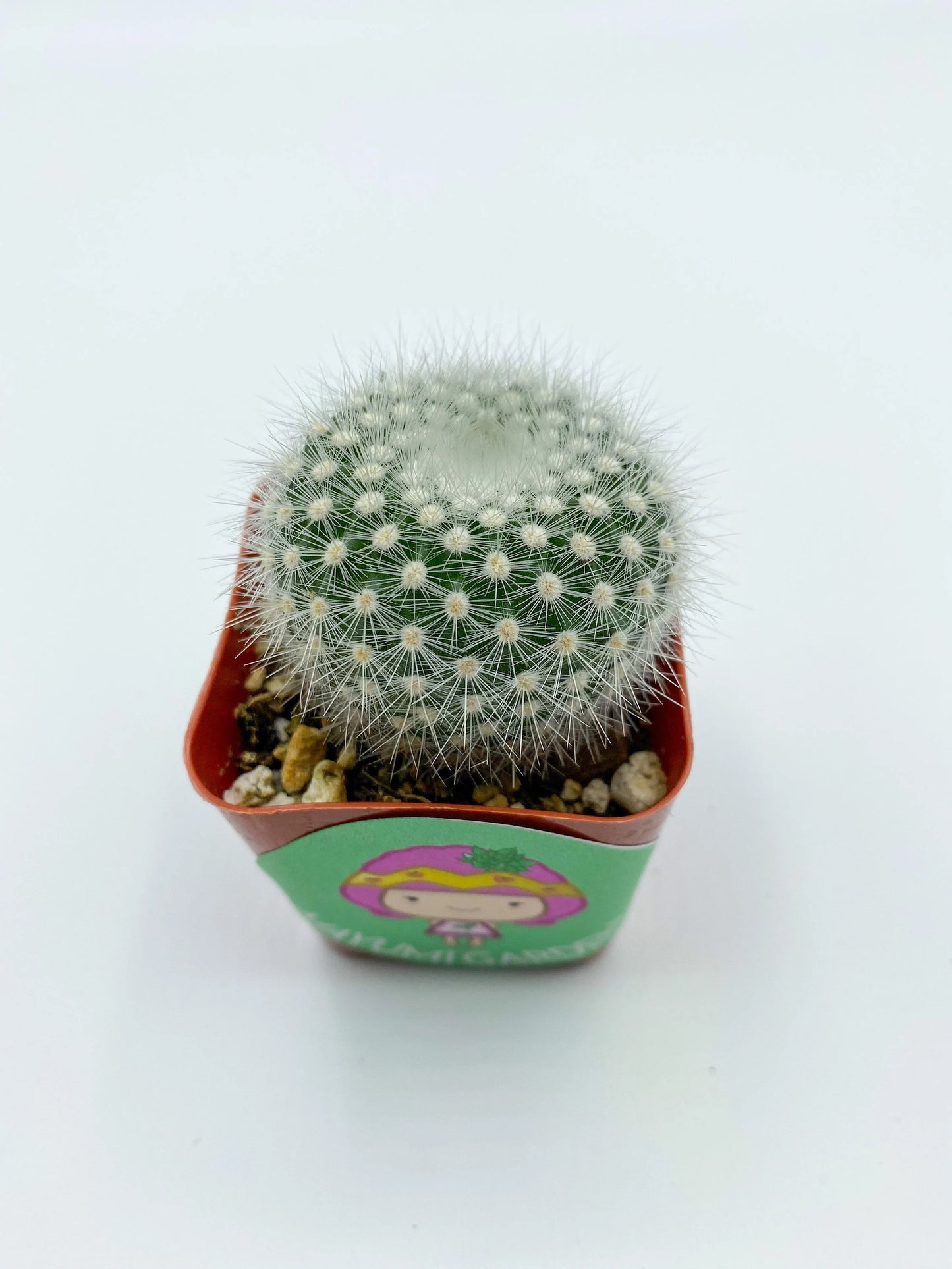 Notocactus rudibuenekeri, Cactus, Live Plant