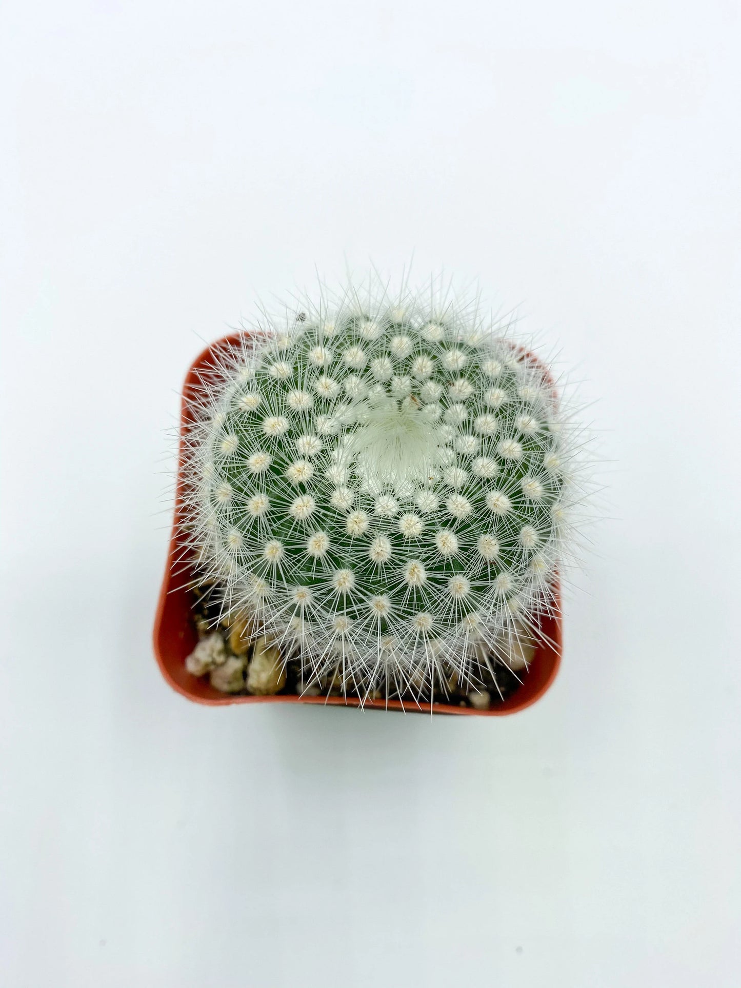 Notocactus rudibuenekeri, Cactus, Live Plant