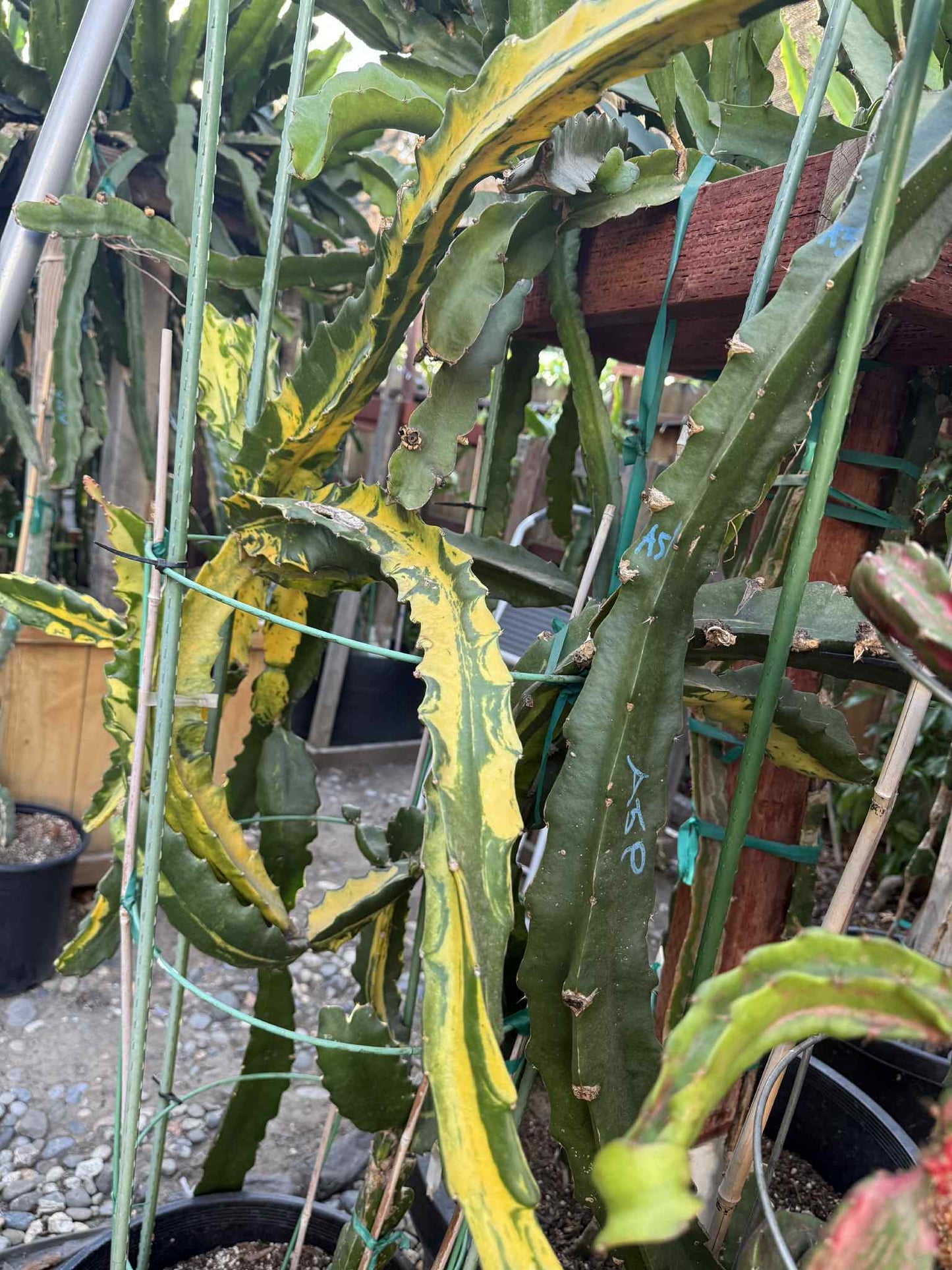 Rare Variegated Undantus Dragon Fruit Cutting