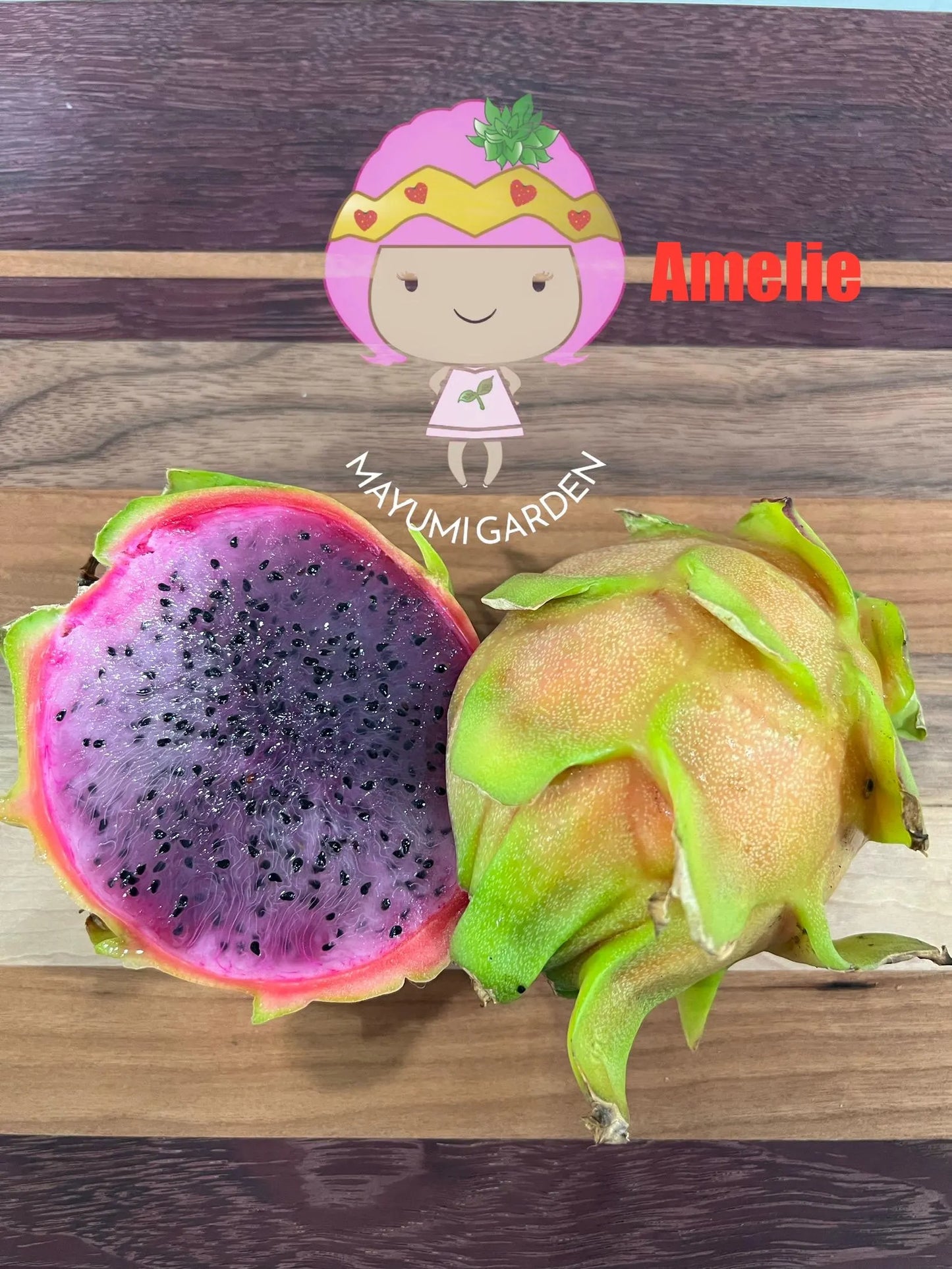 Amelie (Don Burnett ‘s hybrid) dragon fruit cutting (12") and rooted plant