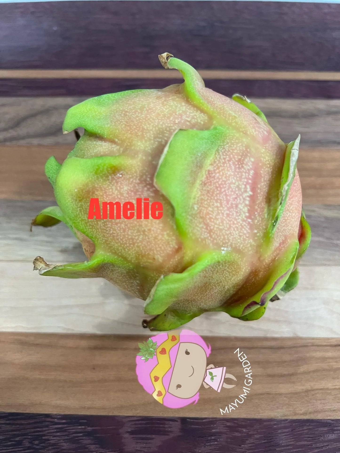 Amelie (Don Burnett ‘s hybrid) dragon fruit cutting (12") and rooted plant