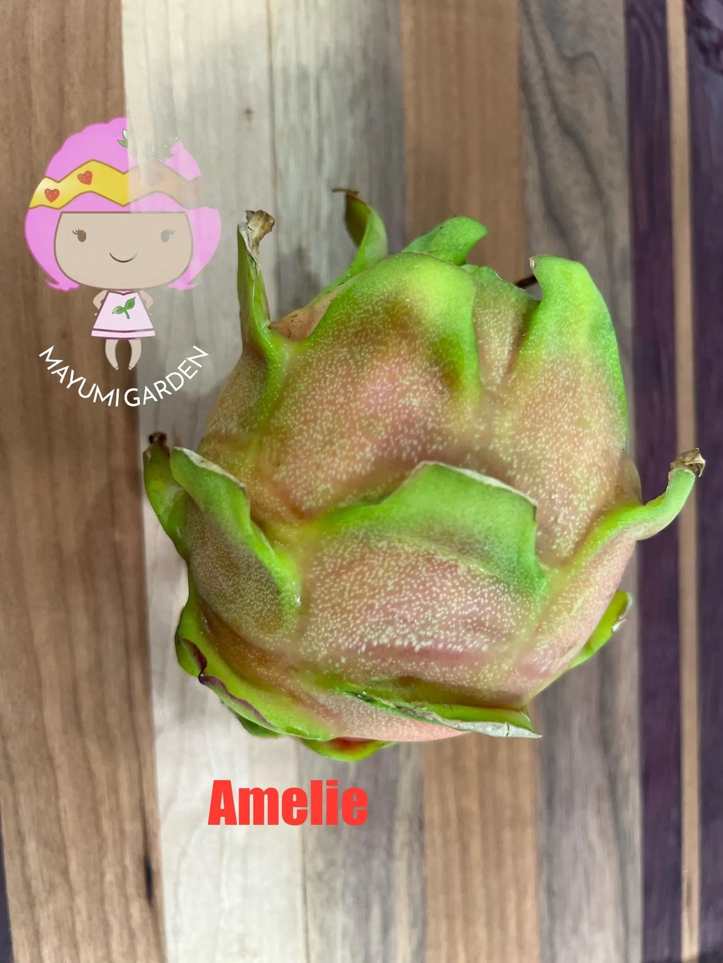 Amelie (Don Burnett ‘s hybrid) dragon fruit cutting (12") and rooted plant