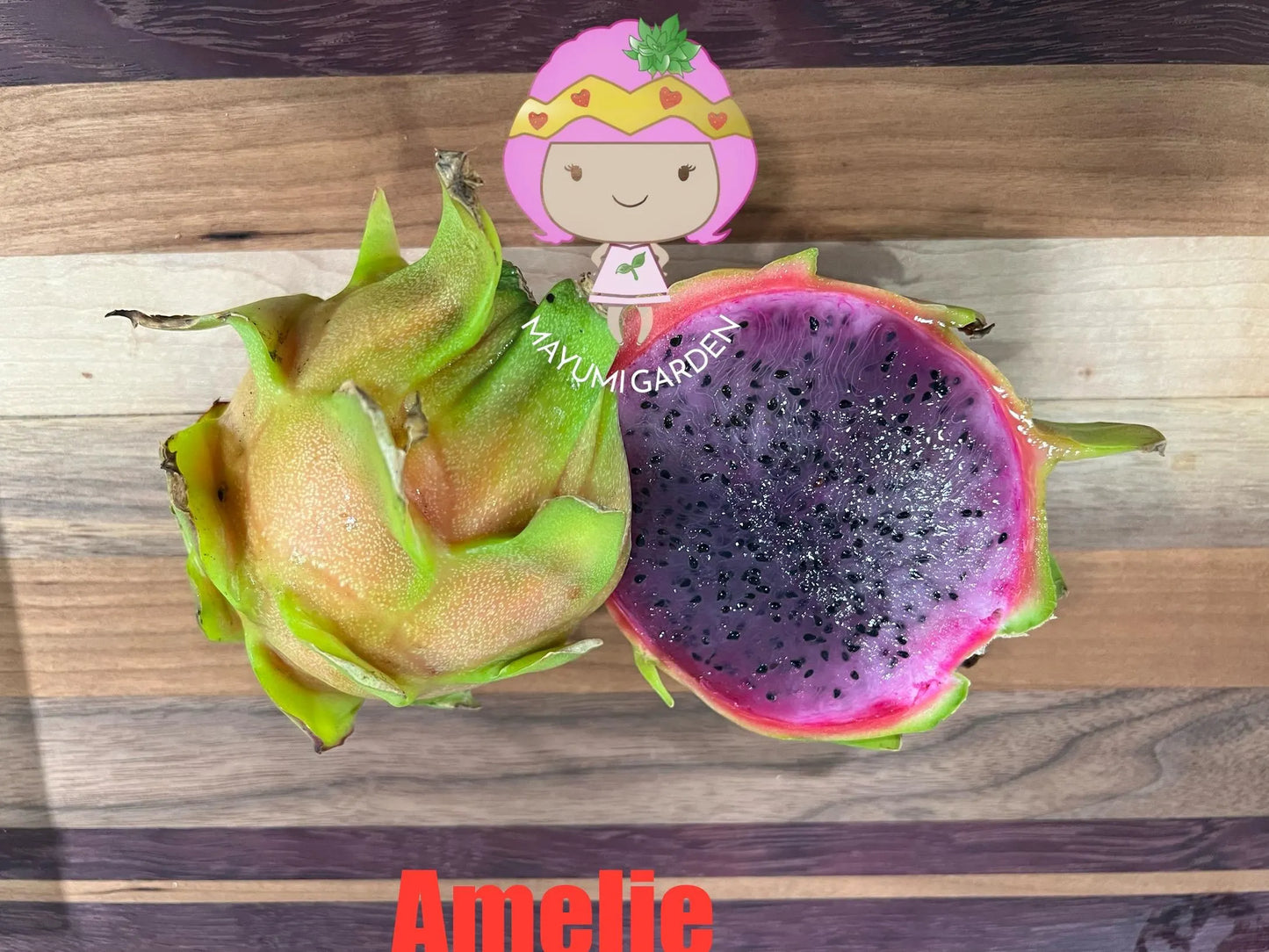 Amelie (Don Burnett ‘s hybrid) dragon fruit cutting (12") and rooted plant