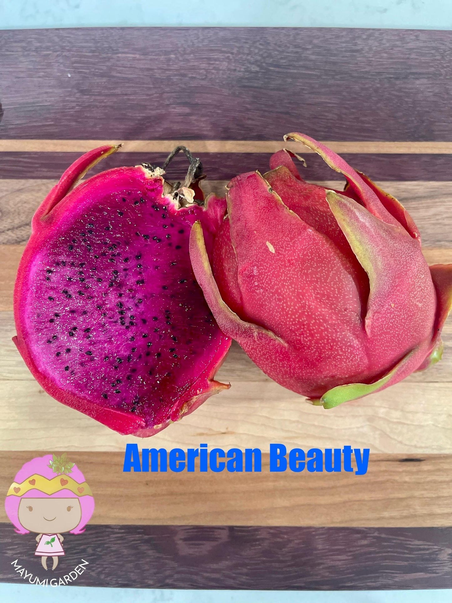 American beauty Dragon Fruit live cuttings and rooted plants