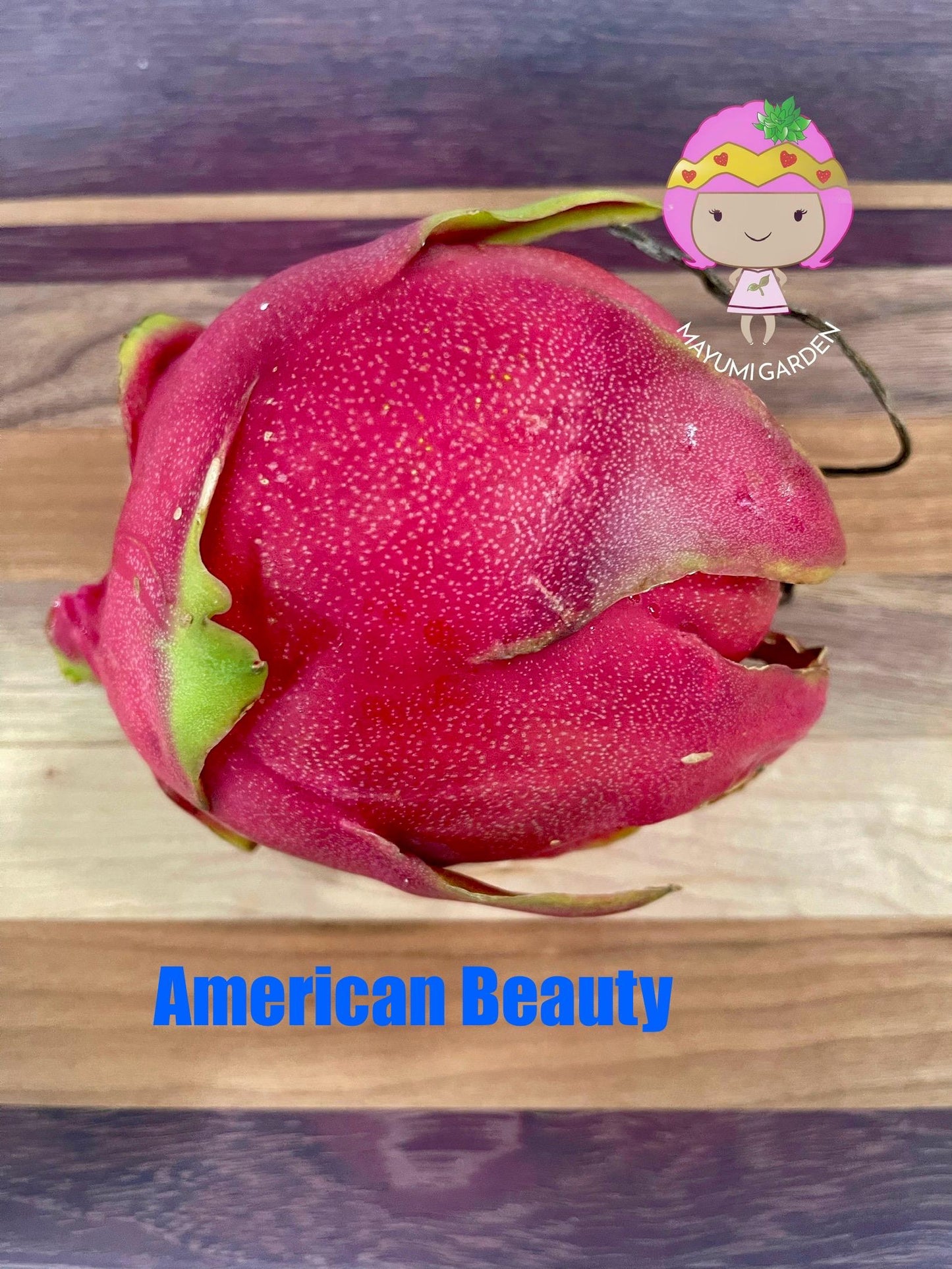 American beauty Dragon Fruit live cuttings and rooted plants