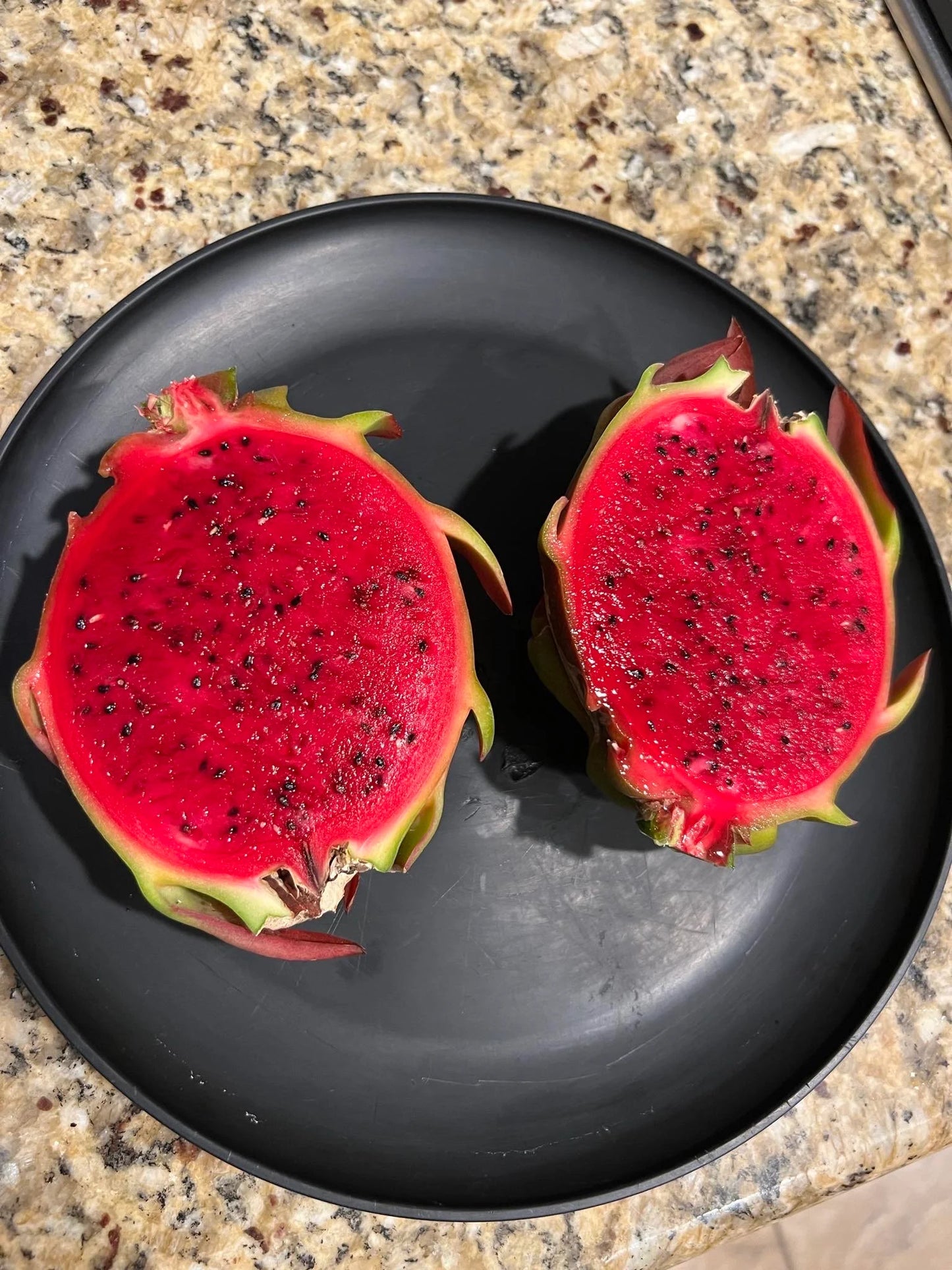 Asunta 5 White dragon fruit cuttings 12"