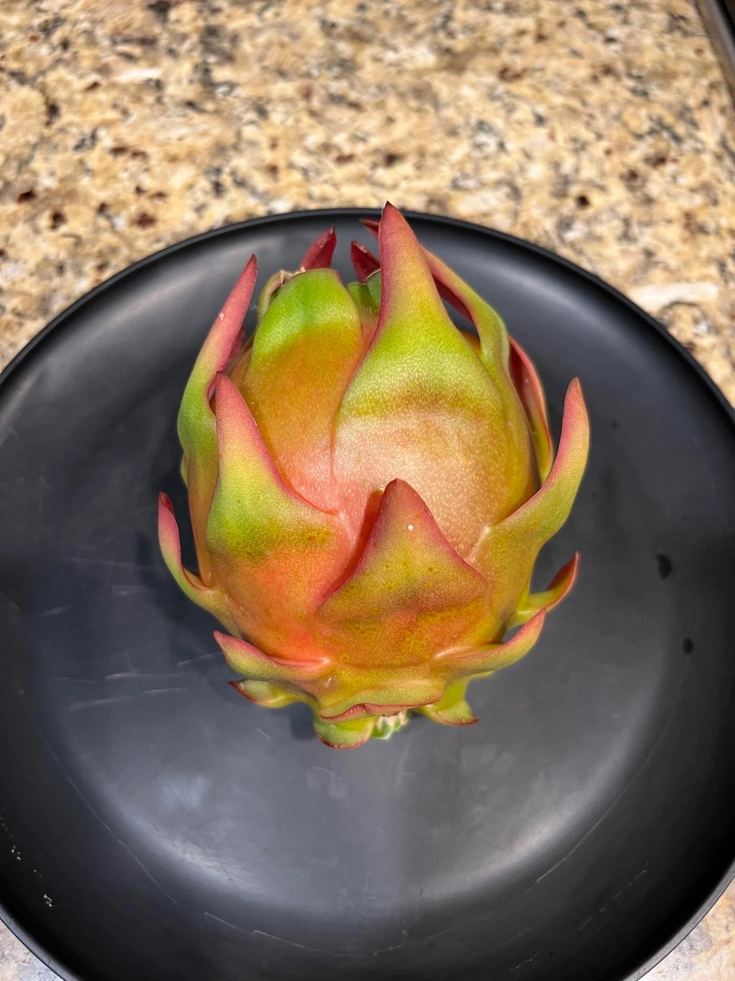 Asunta 5 White dragon fruit cuttings 12"