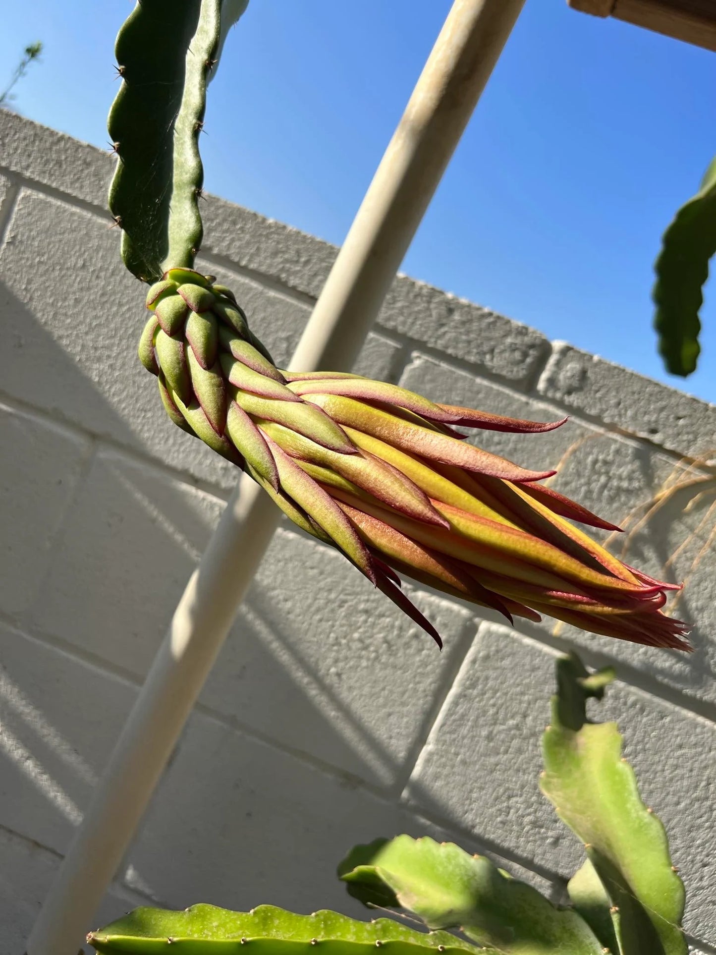 Asunta 5 White dragon fruit cuttings 12"