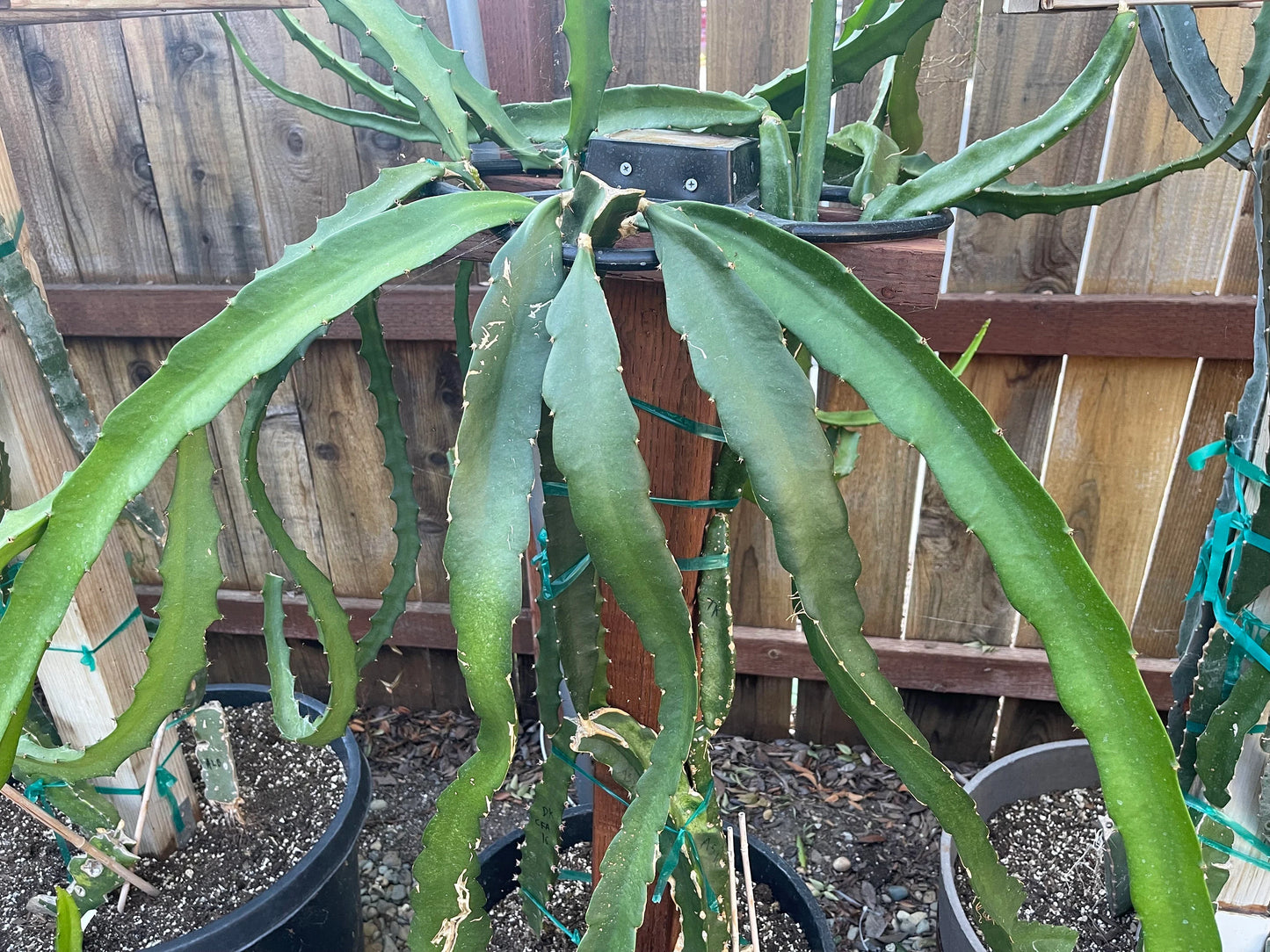 Asunta 5 White dragon fruit cuttings 12"