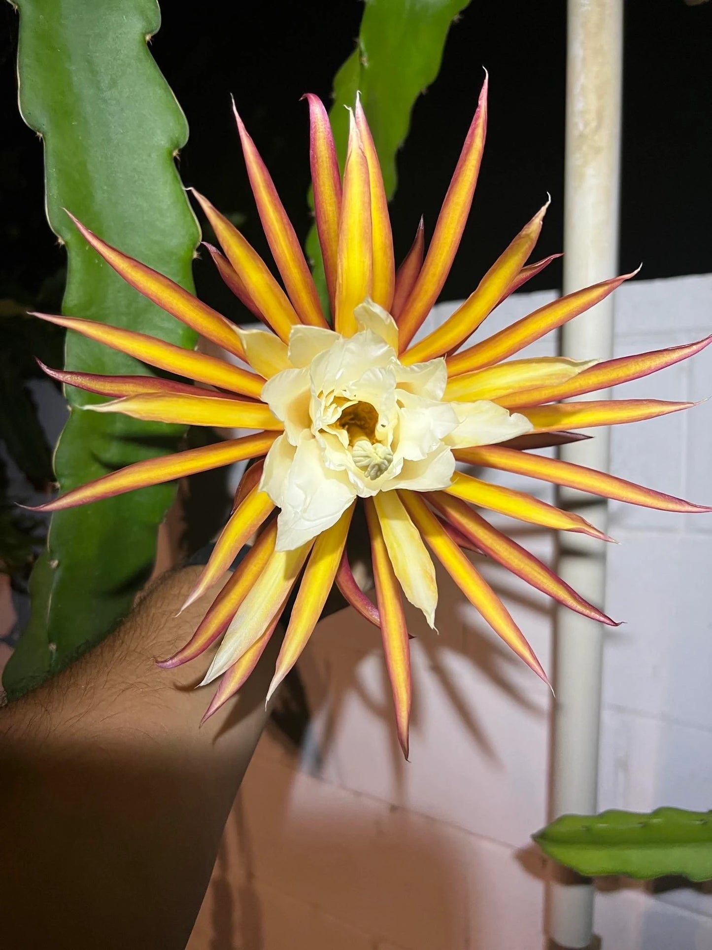 Asunta 5 White dragon fruit cuttings 12"