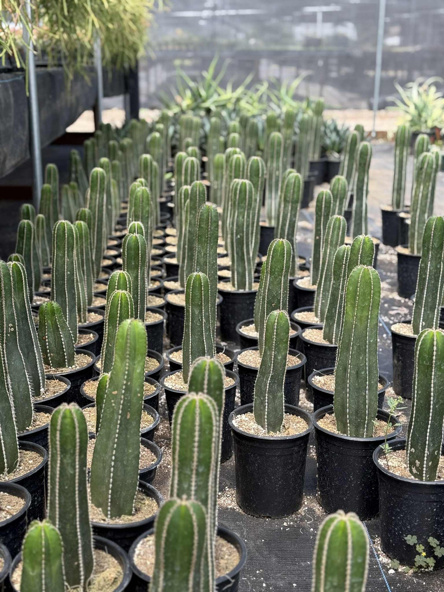 Mexican Fence Post "Pachycereus marginatus" Live Plant